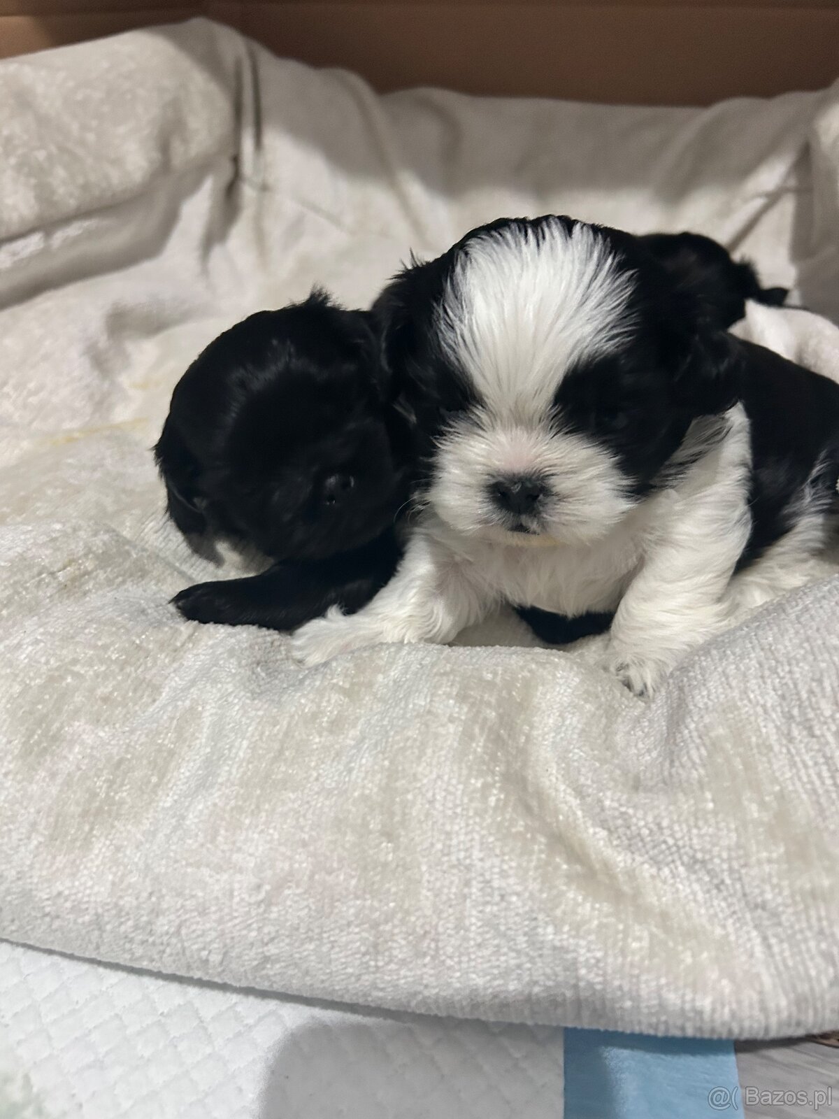 Szczeniaki shih-tzu - 6