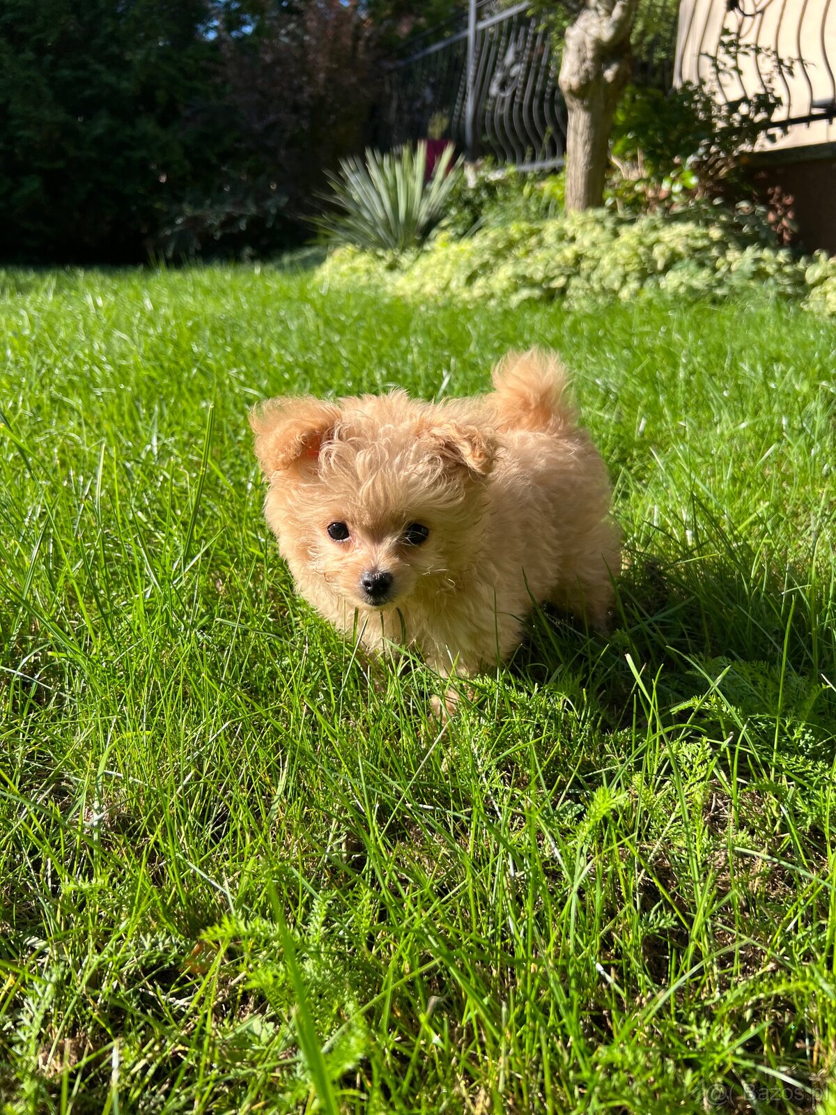Piesek Pomapoo Maltipoo Miniaturka puchaty miś pies z rodowo - 6