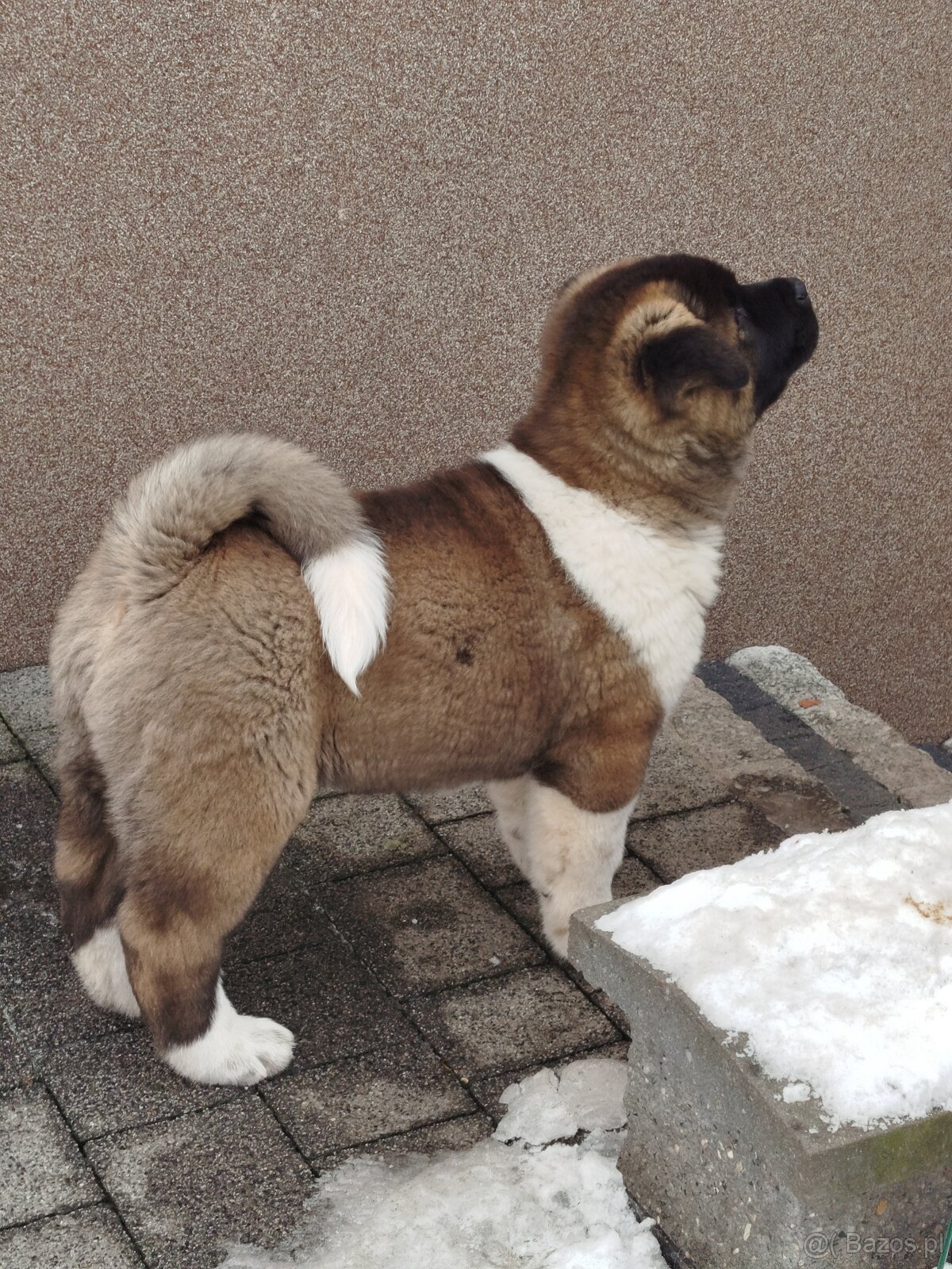 Akita amerykańska pies - 6