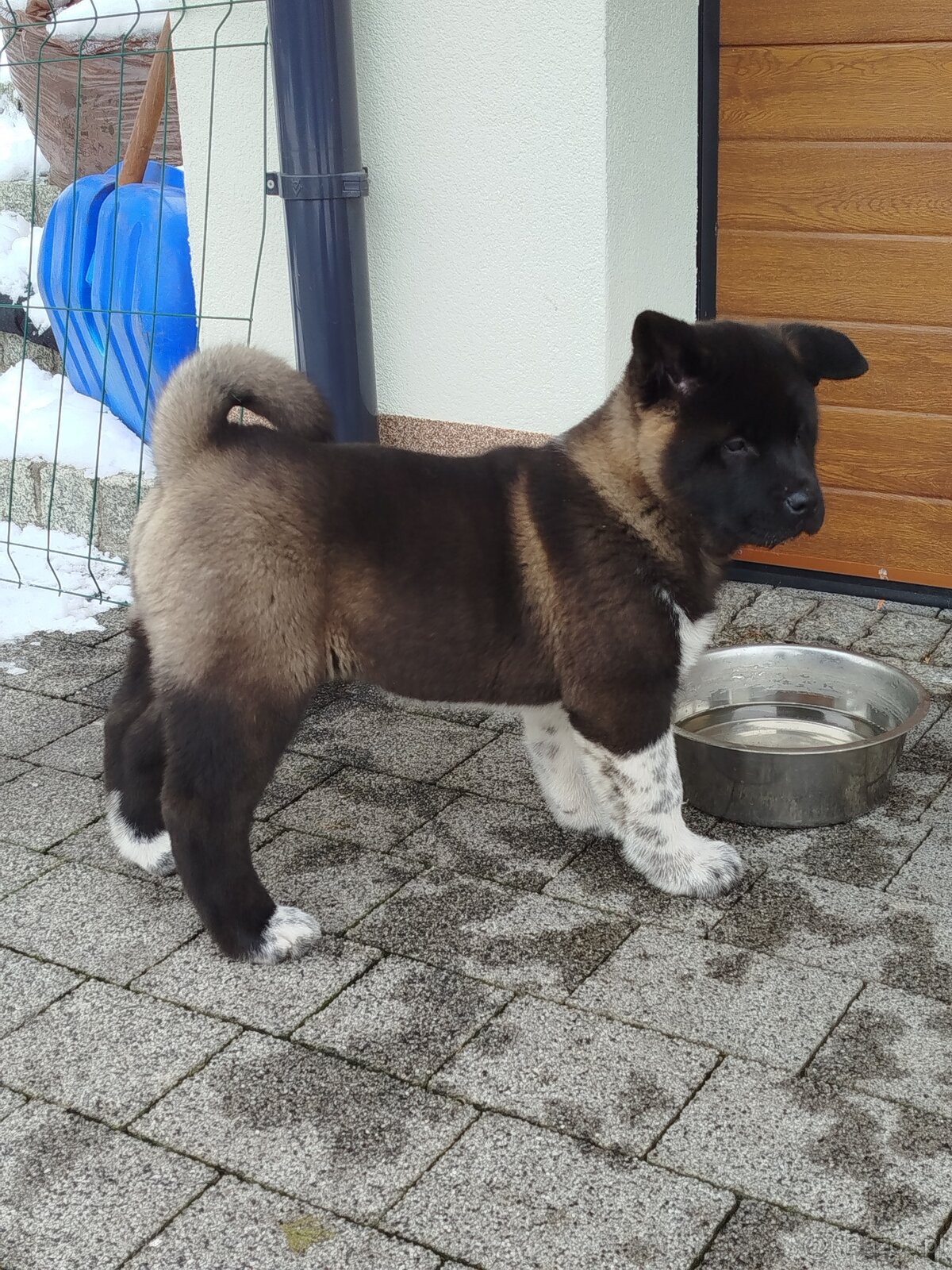 Akita amerykańska suczka - 6