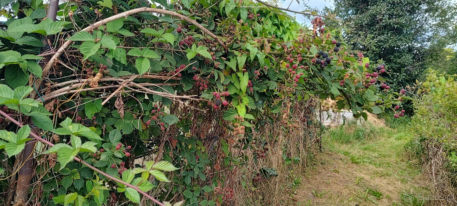 Działka ROD. Murowana altana. Duża szlarnia. SŁUPSK. - 6