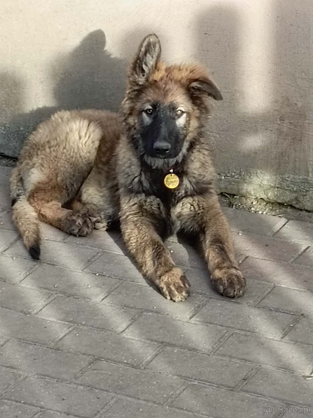 Suczka owczarek niemiecki długowłosy - 6