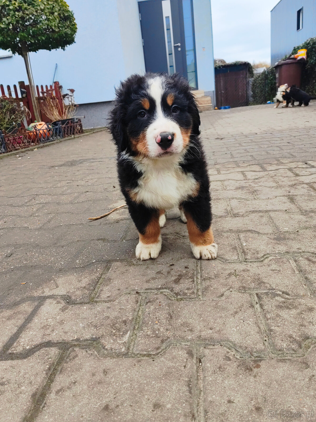 Szczenieta Berneński Pies Pasterski - 6