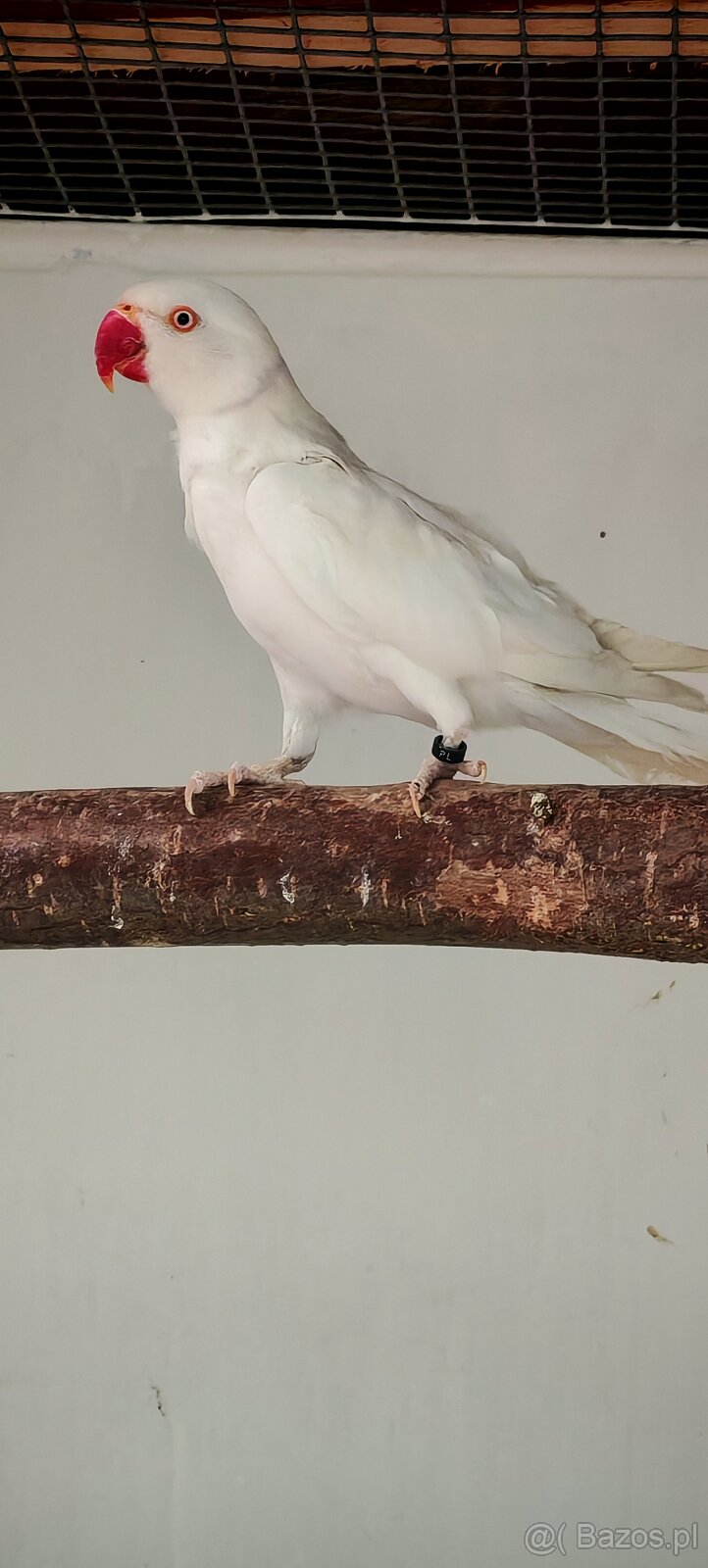 Alwksandretty wielke, kakadu ruzove - 6