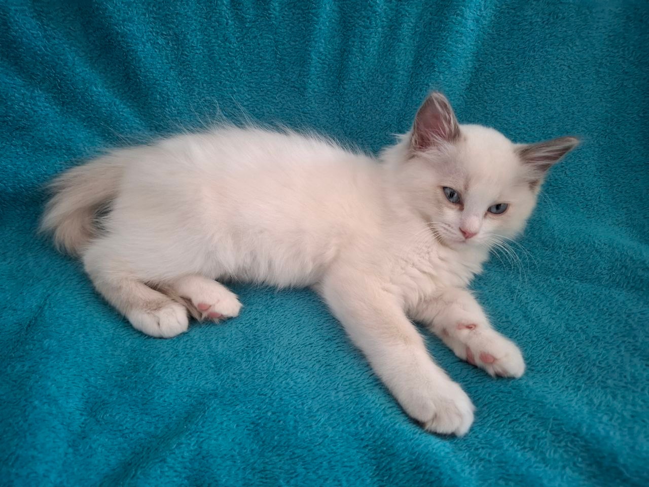 Rodowodowe kocięta Ragdoll - gotowe do zamieszkania - 6