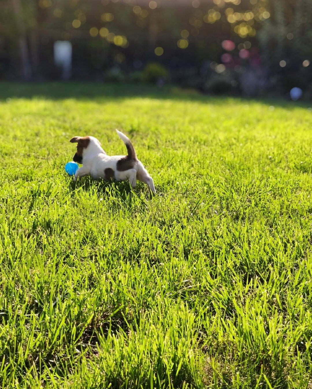 Jack Russell Terrier - suczka - nie do hodowli - 6