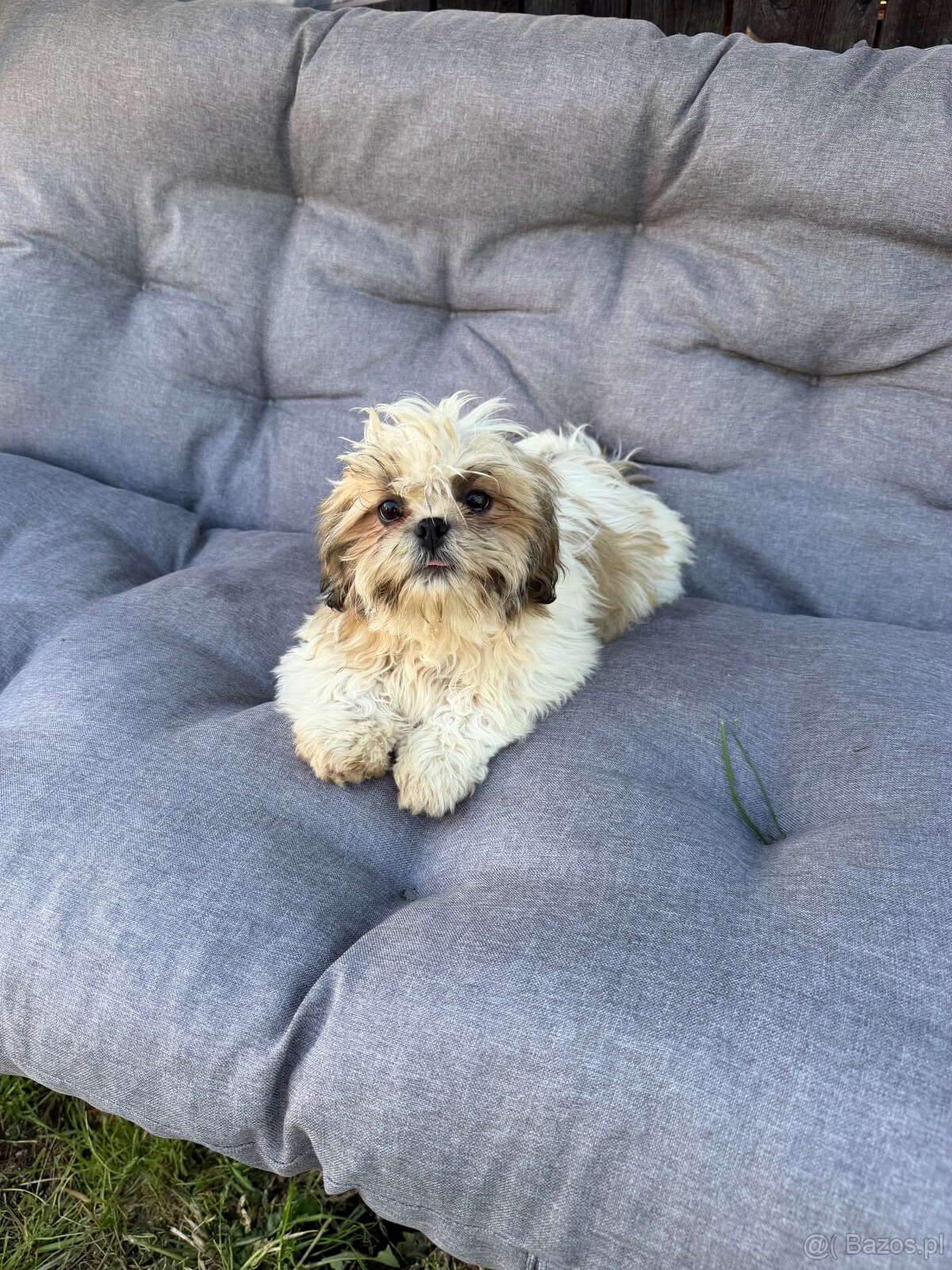 Szczeniaki Shih tzu - 6