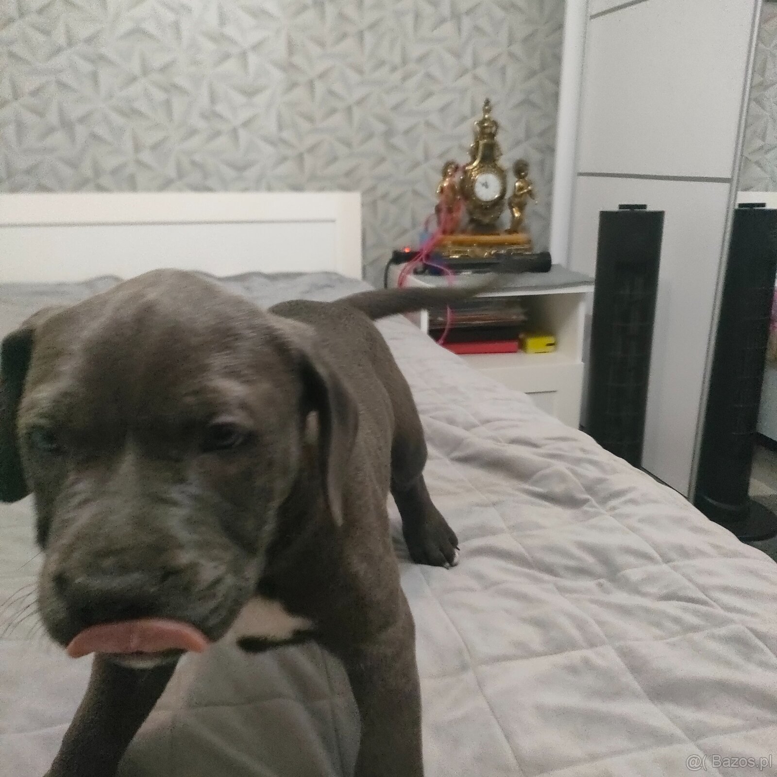 Szczeniak Amstaff - 6