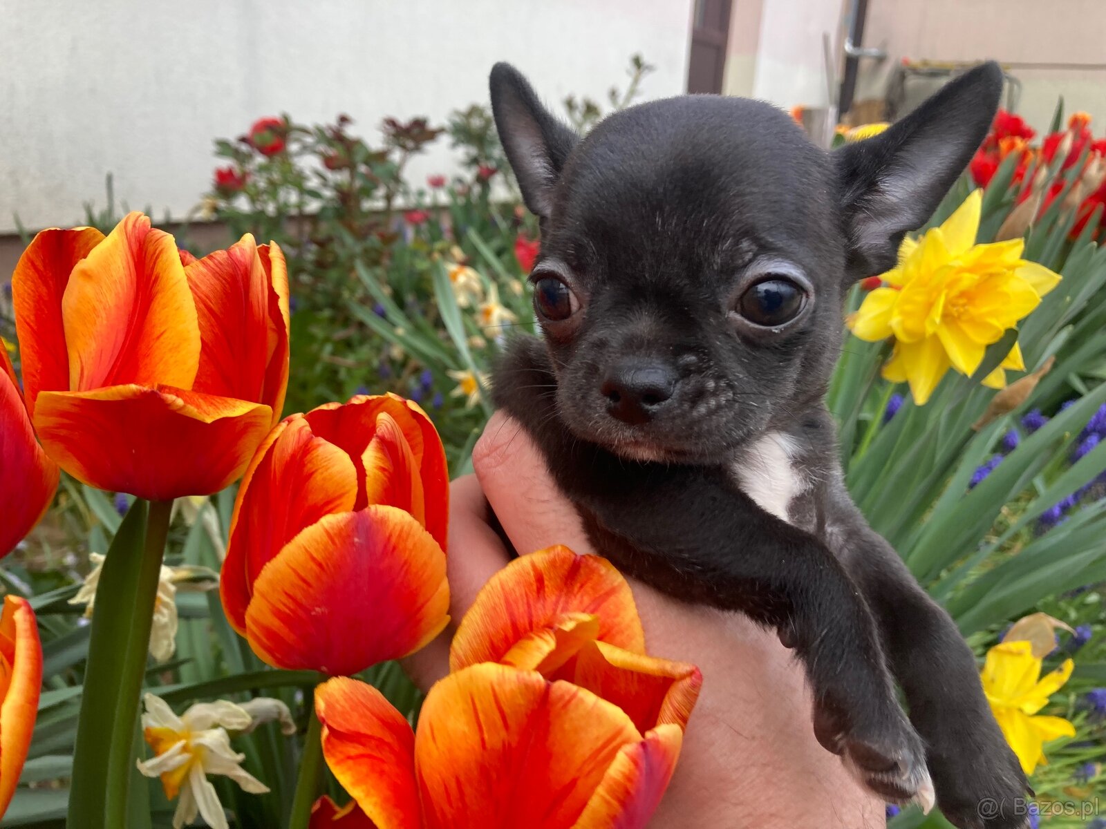 Chihuahua szczeniak - 6