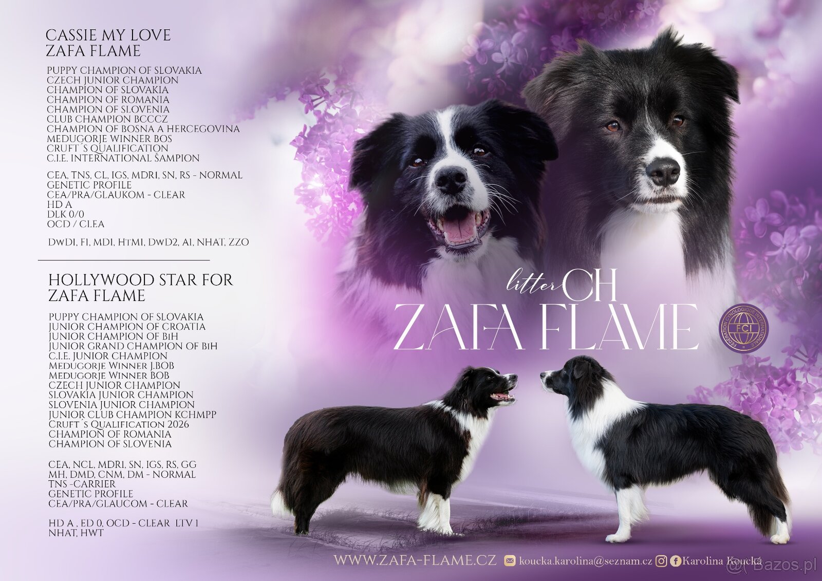 Border collie - 6