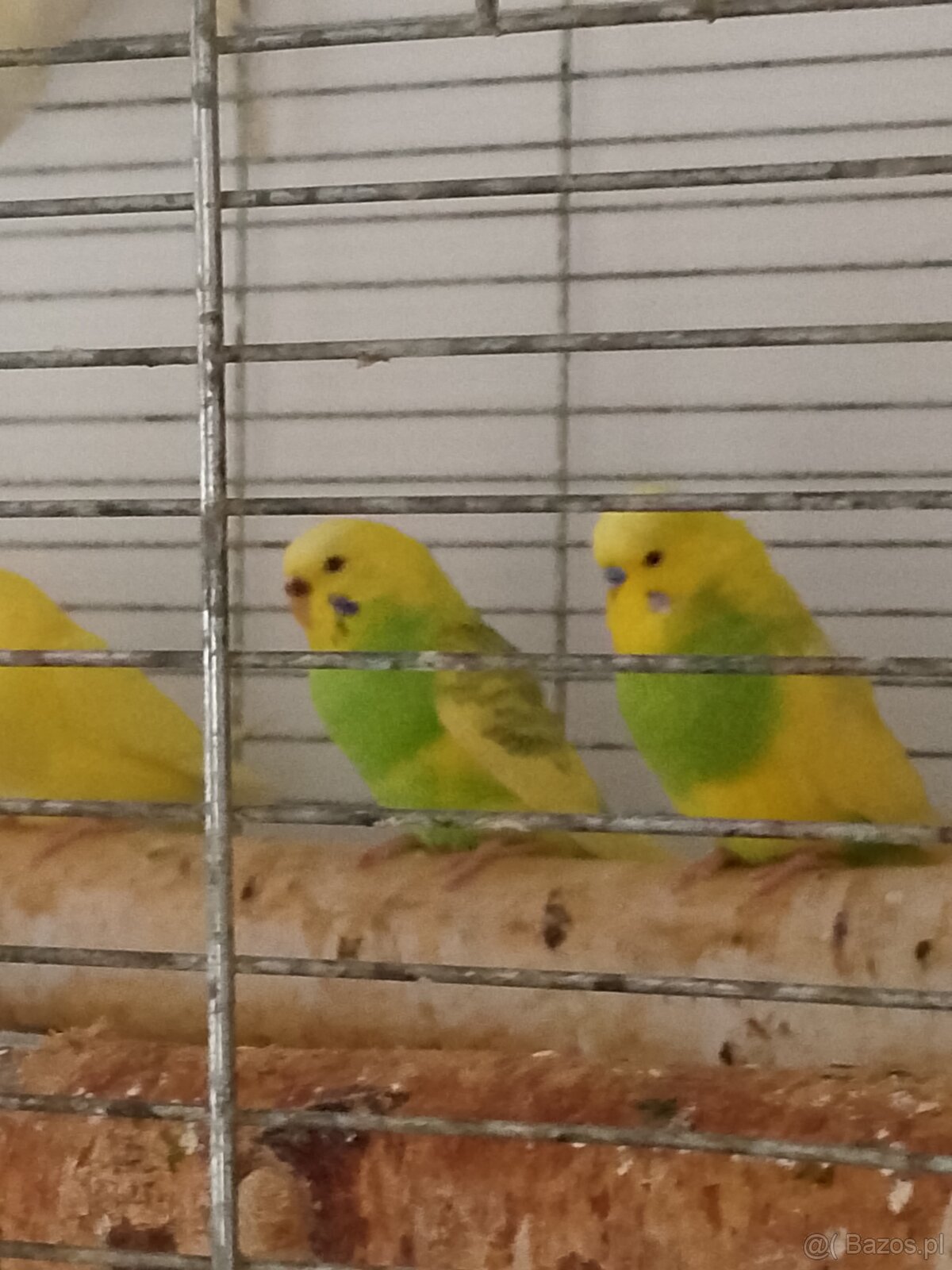 Młodziutkie papugi faliste - 6