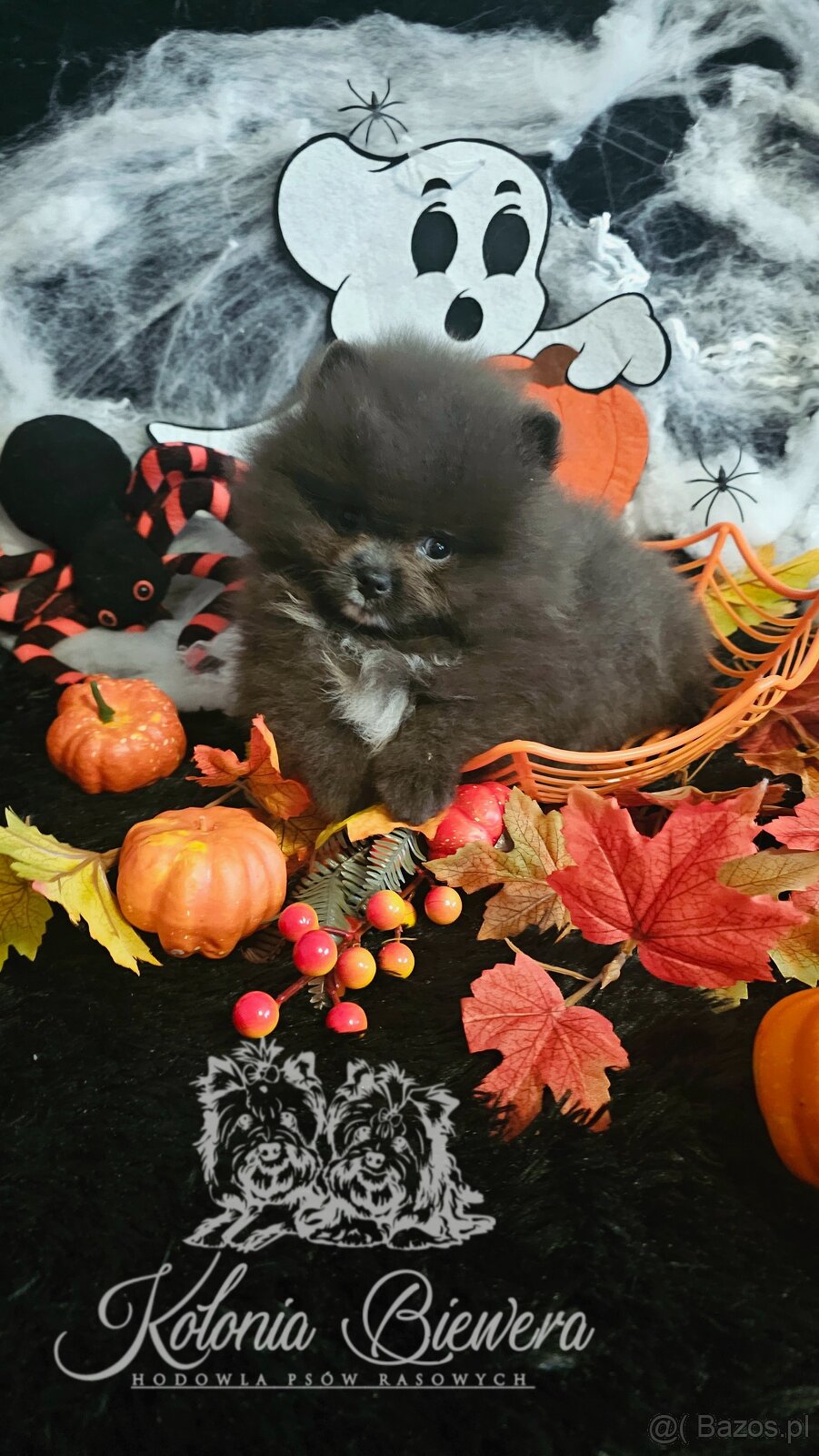 Szpic Miniaturowy/Pomeranian dla Konsenera Blue&white - 6