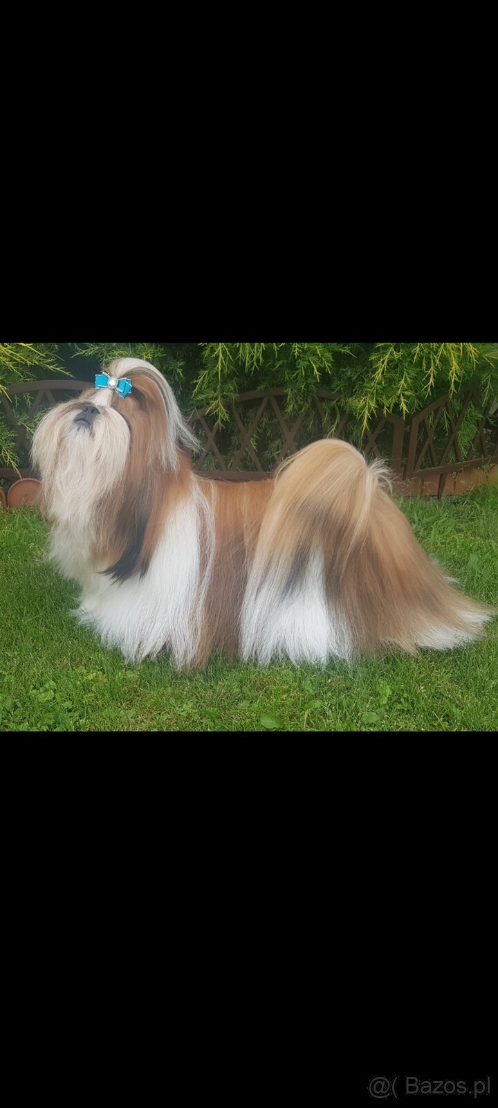 Suczka Shih Tzu - 6