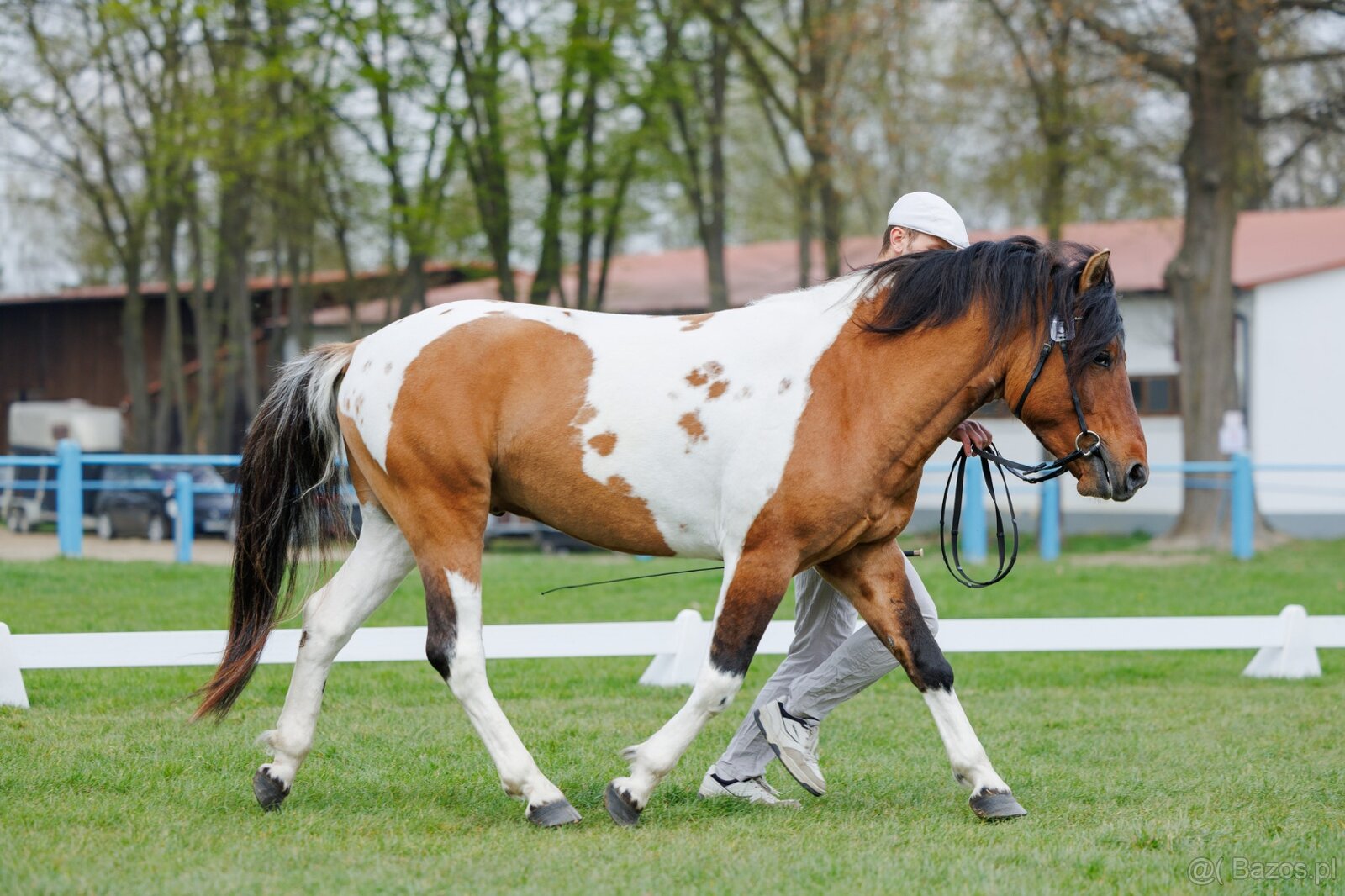 Ogier L-Karat srokaty tobiano homozygota - 6
