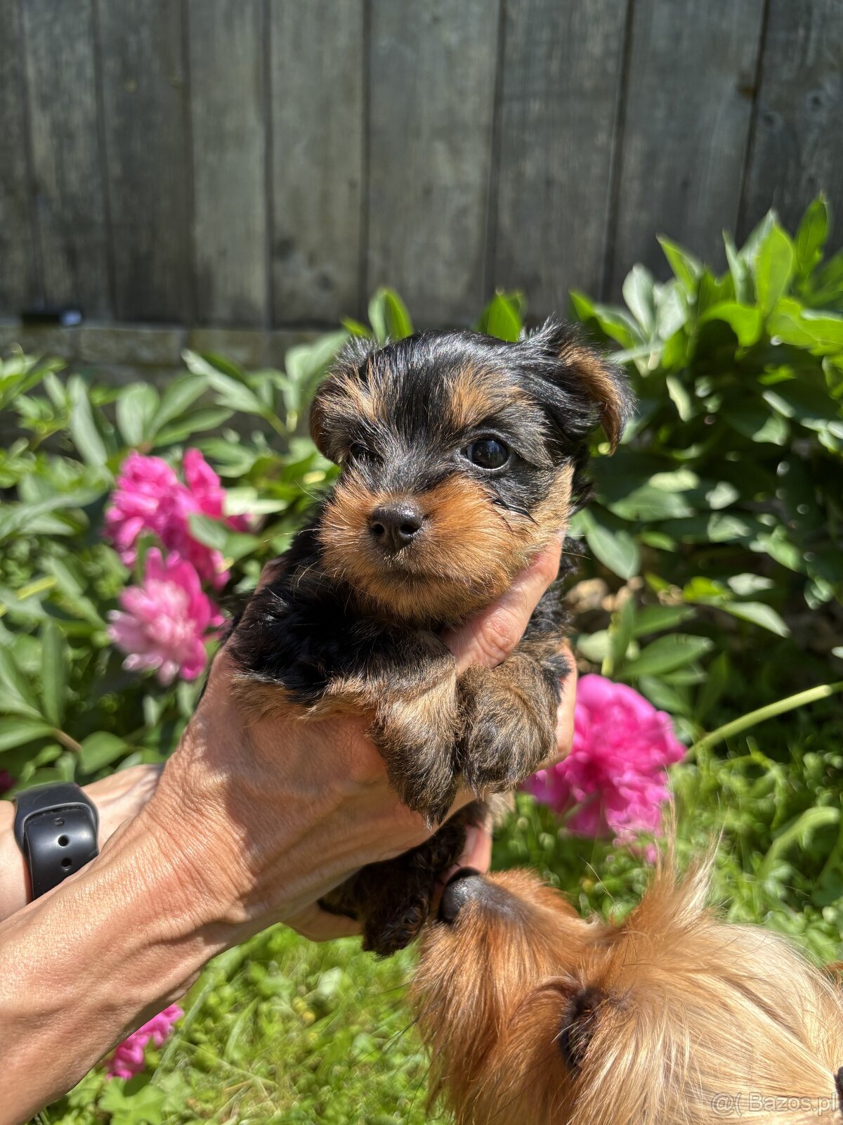 Dwie suczki – australijski silky terrier - 6