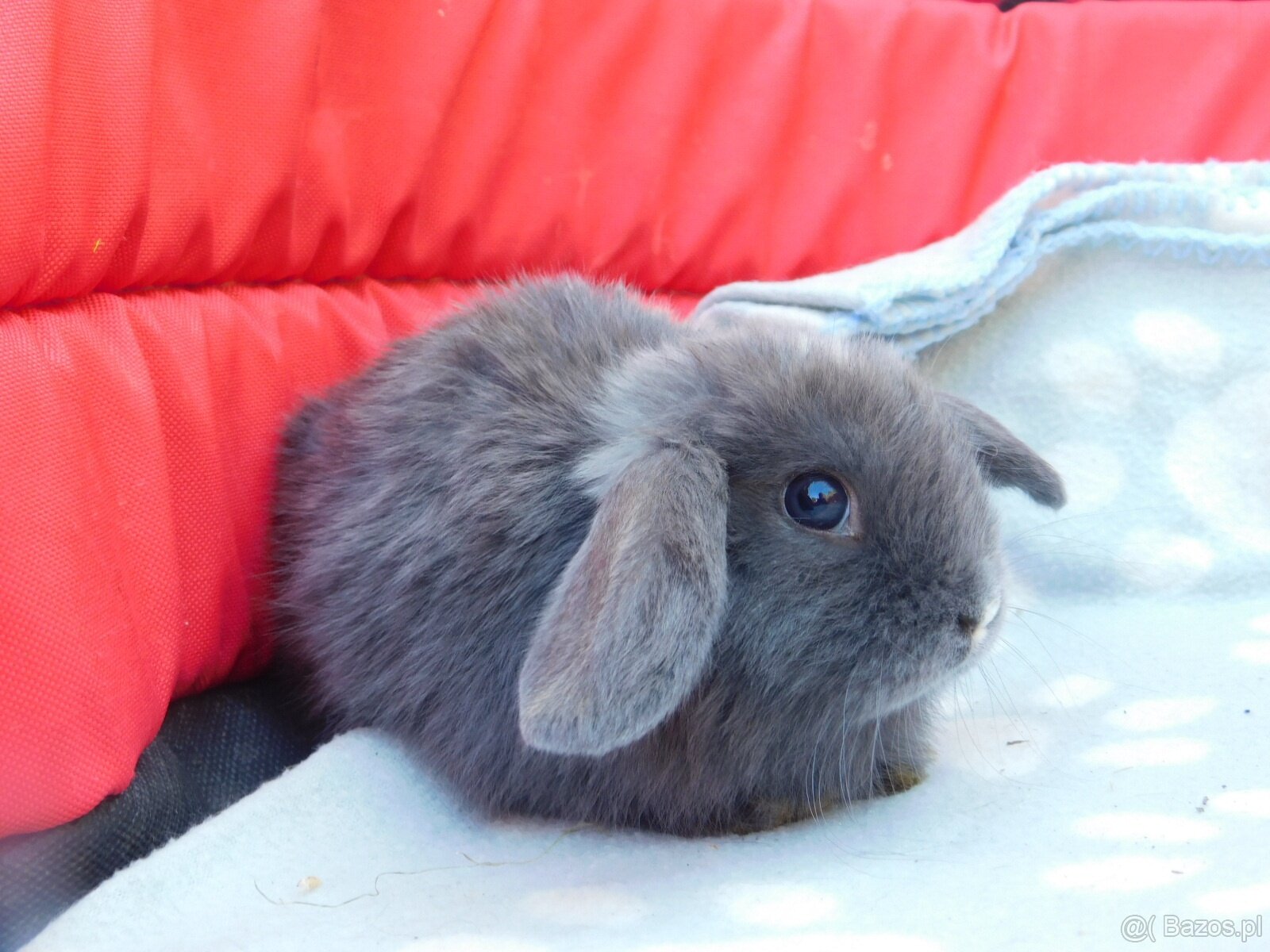 Piękne baranki mini lop - 6