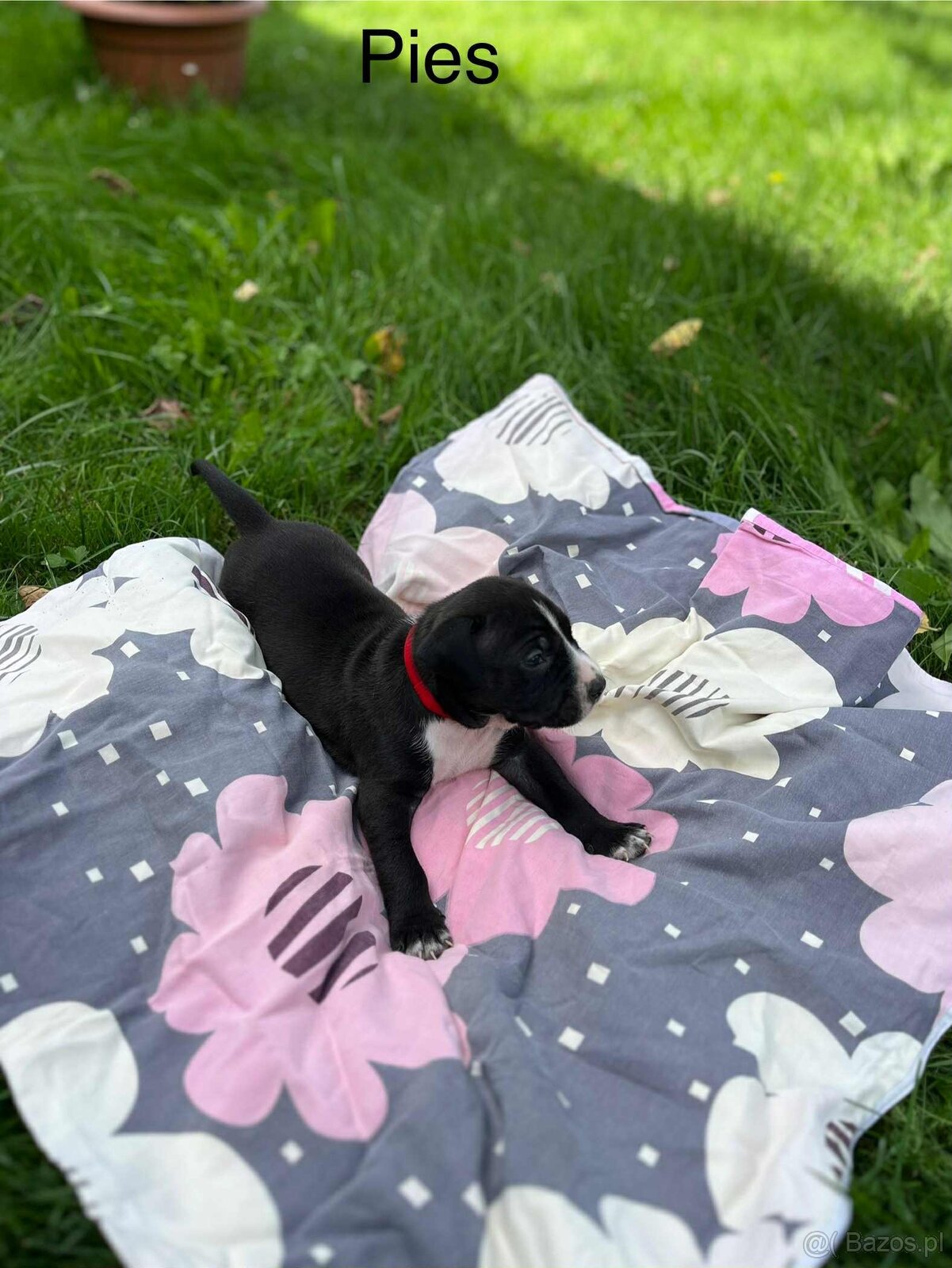 Masywne szczeniaki amstaff - 6