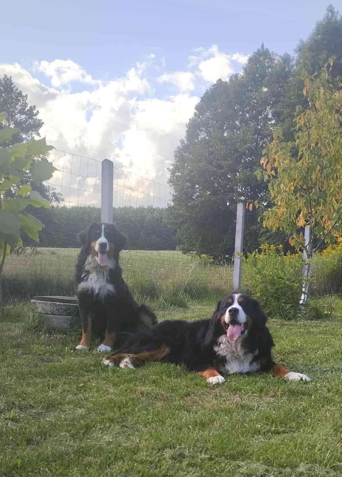 Berneńskie Psy Pasterskie - 6