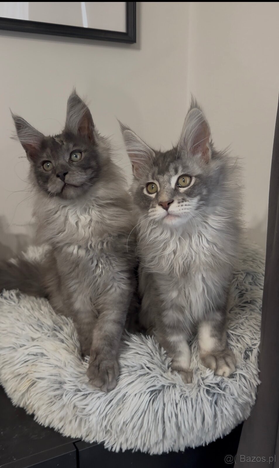 Maine Coon kocurki na sprzedaż - 6