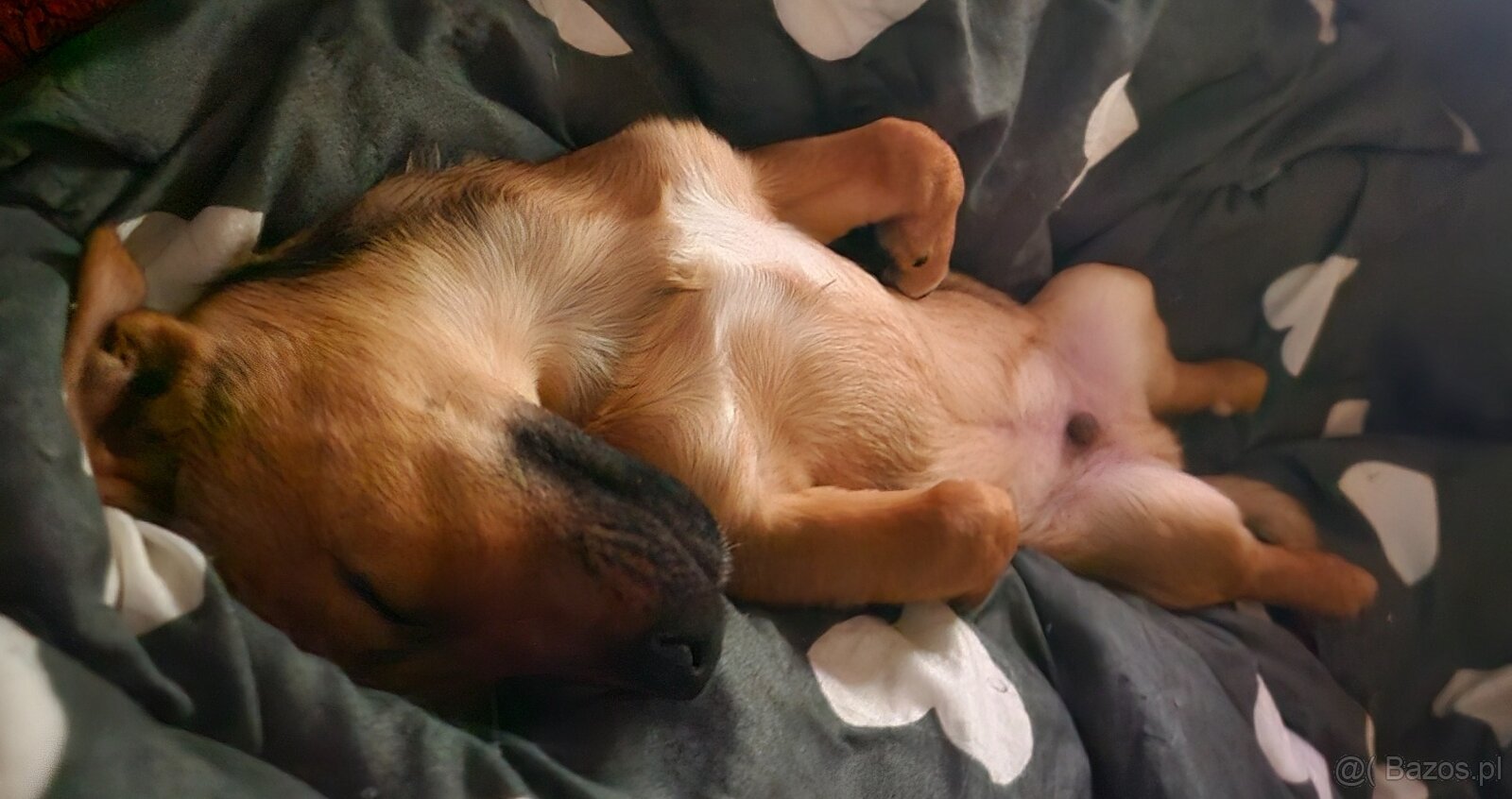 Szczenię -piesek - 6