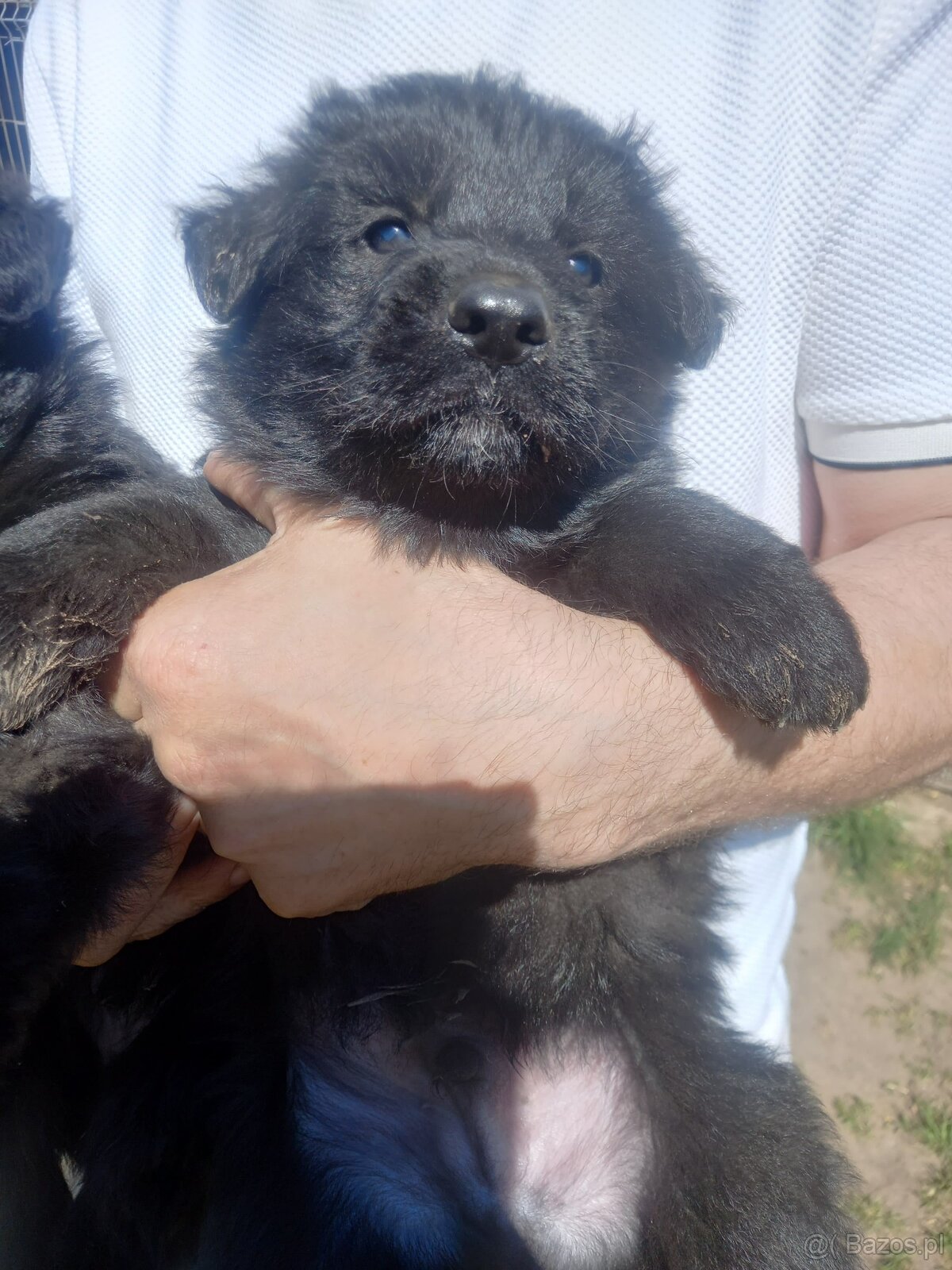 Owczarek Niemiecki Długowłosy - 6