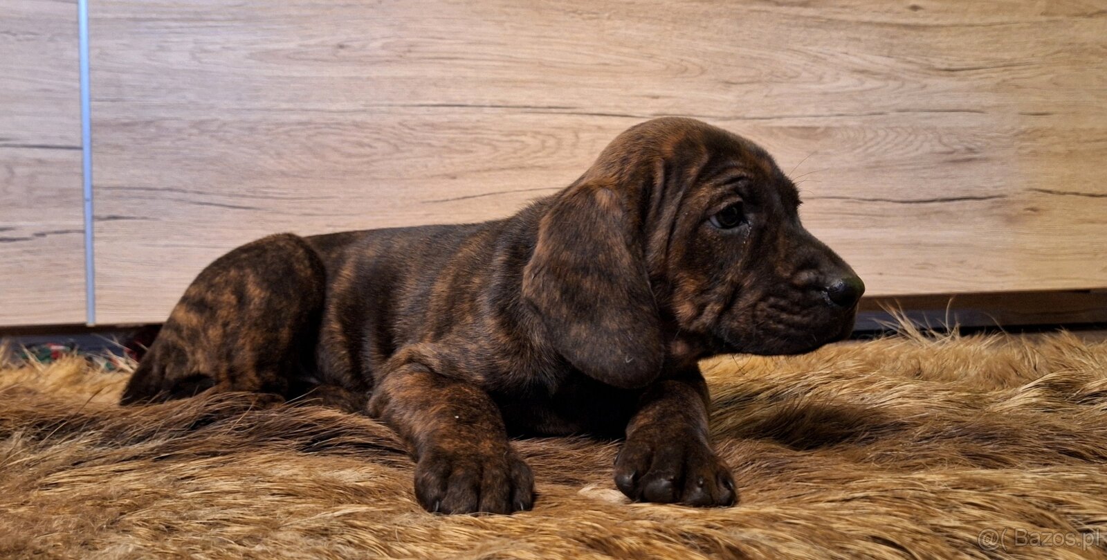 Szczeniaki Posokowiec Hanowerski - 6