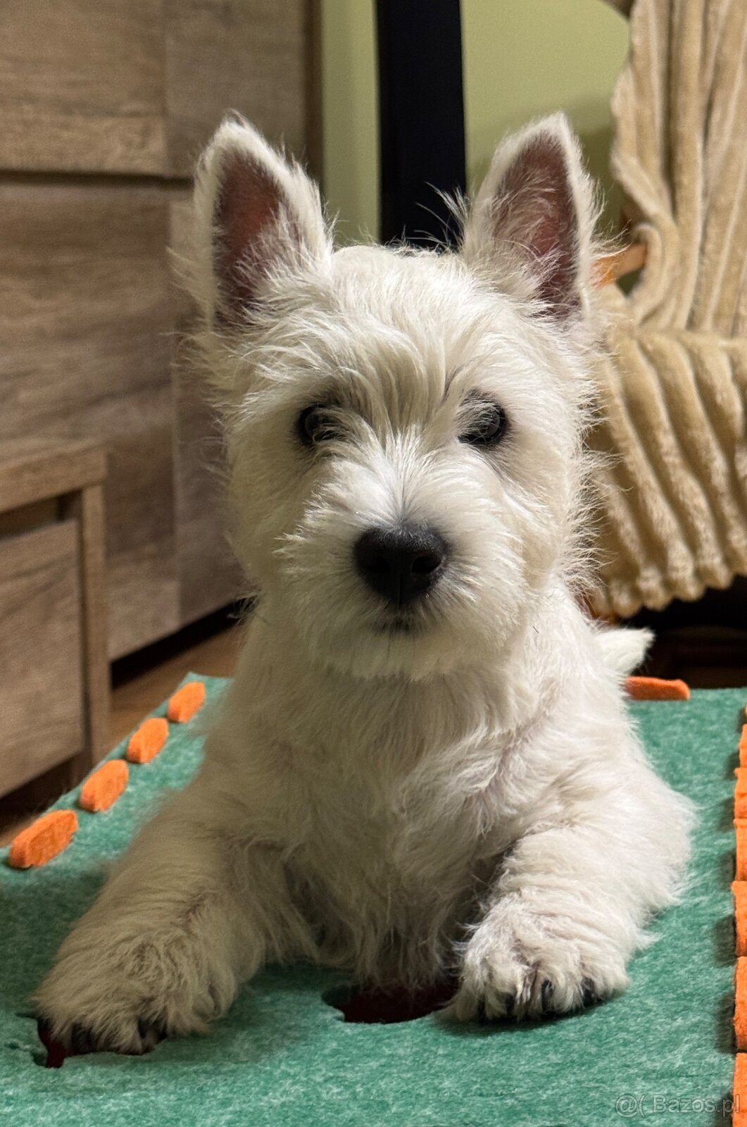 West Highland White terrier - 6