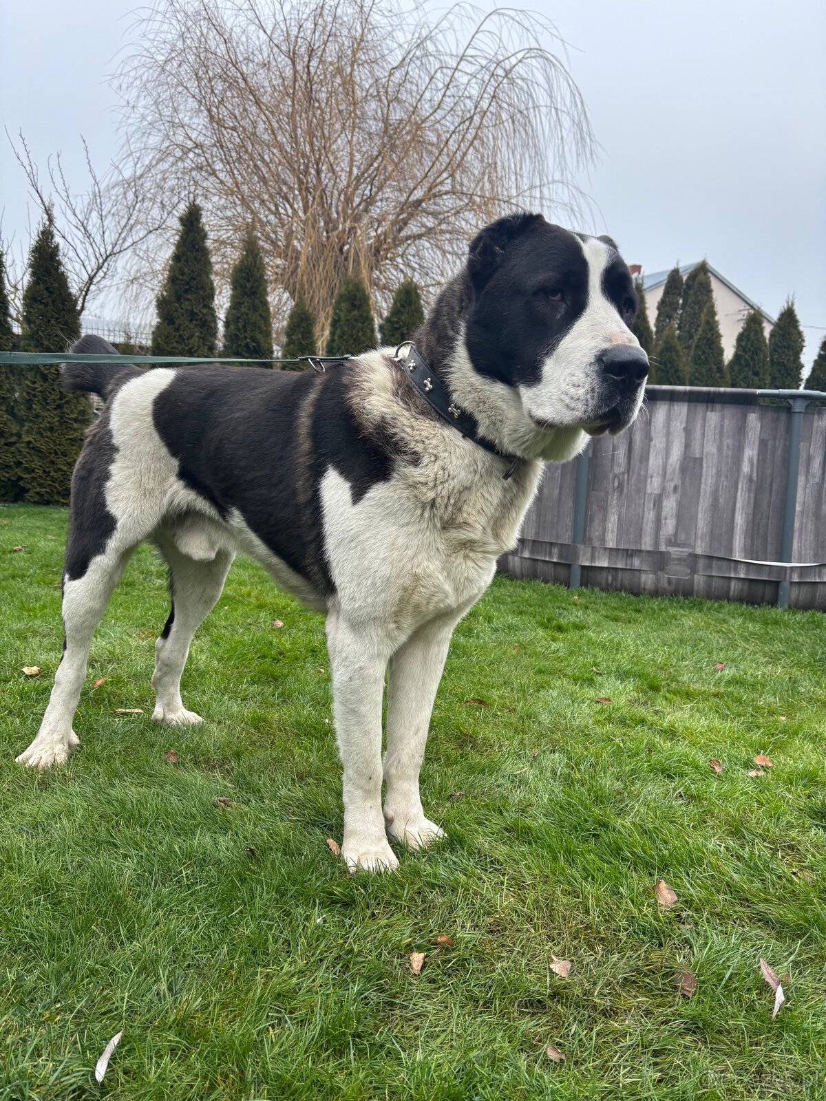 Owczarek środkowoazjatycki alabai - 6