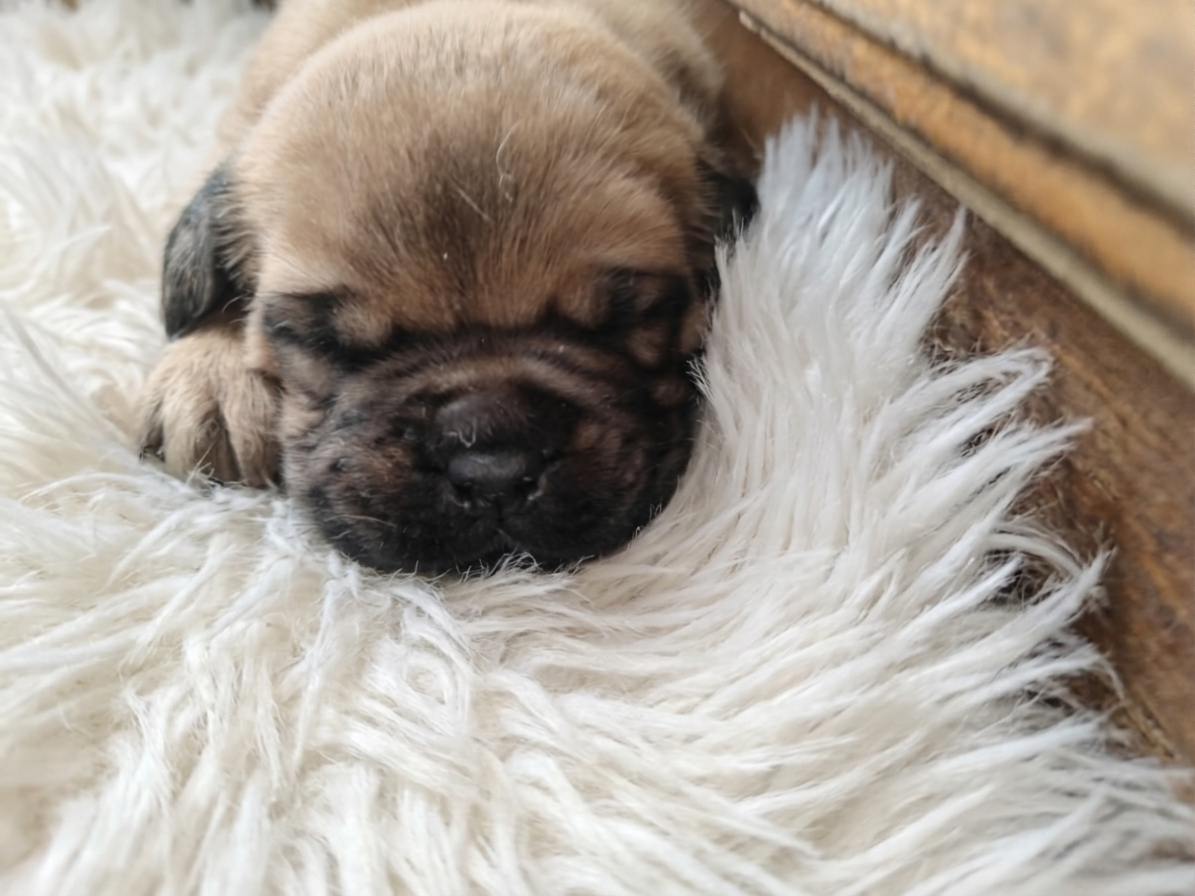 Szczenięta Dogue de Bordeaux FCI - 6