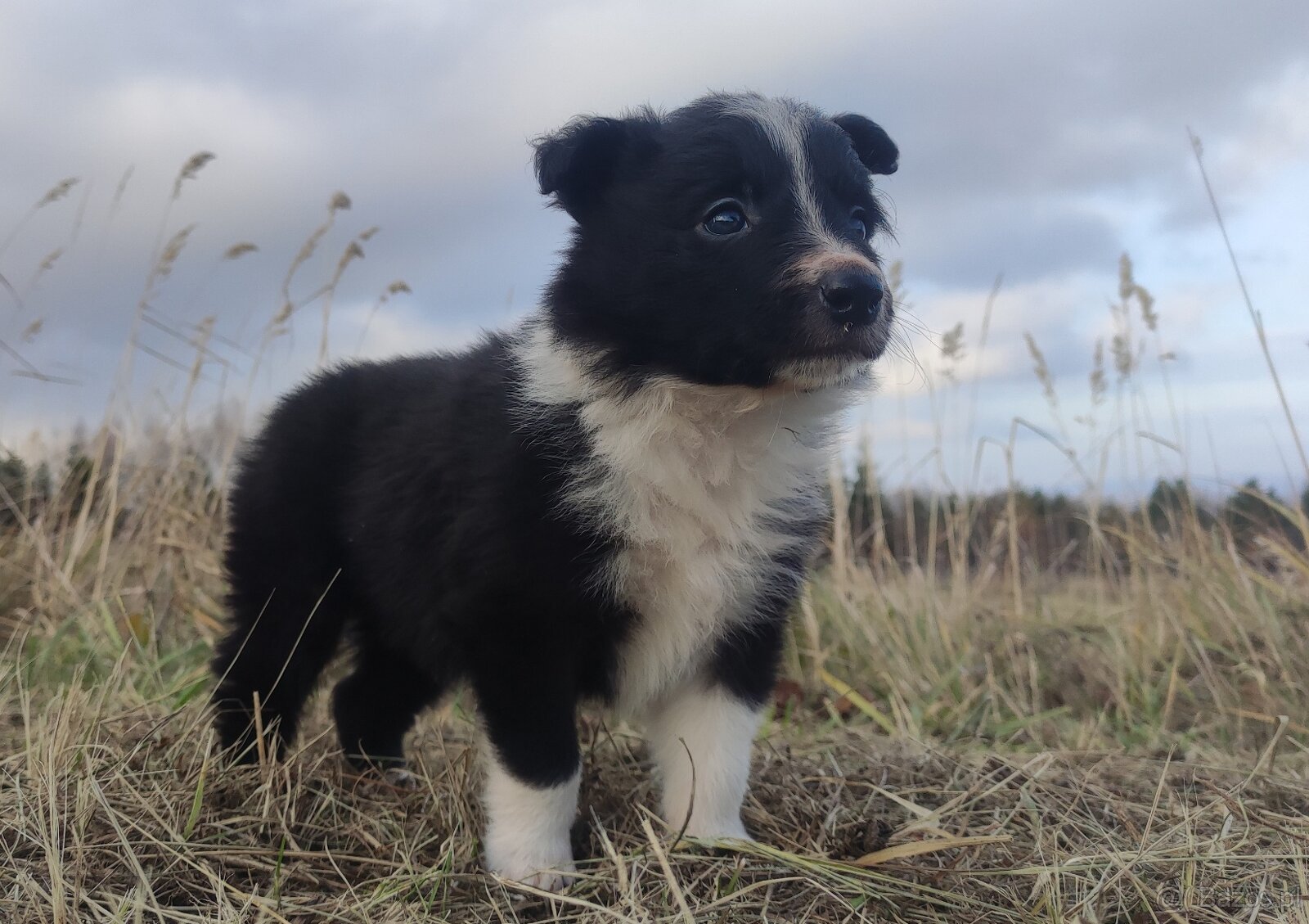 Piękna Rasowa Suczka Border Collie, szczenię z pełną dok. - 6