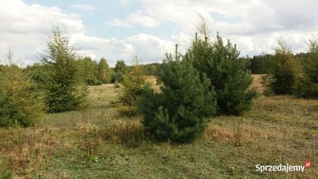 Działka 1050m gm. Aleksandrów Łódzki - Ciężków - 6