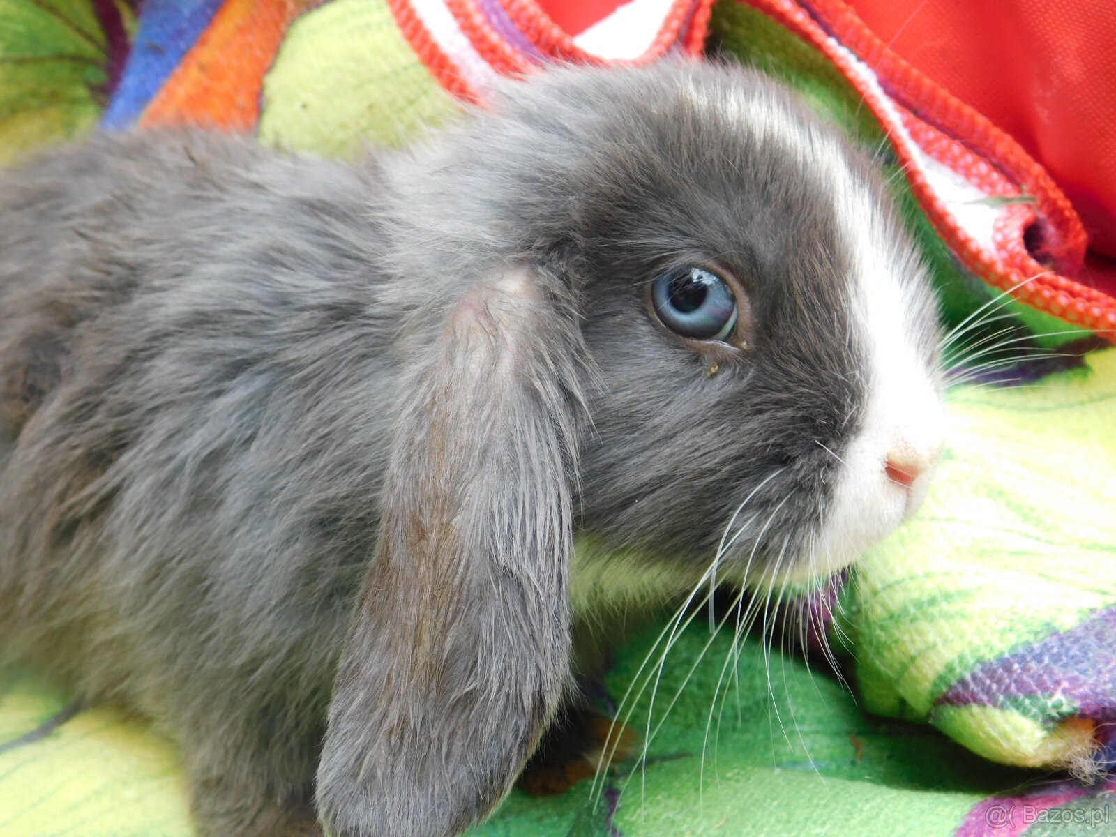 Niebieskie baranki mini lop - 6