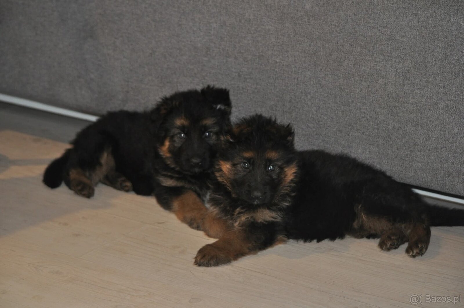 Owczarek Niemiecki Długowłosy- szczenięta - 6