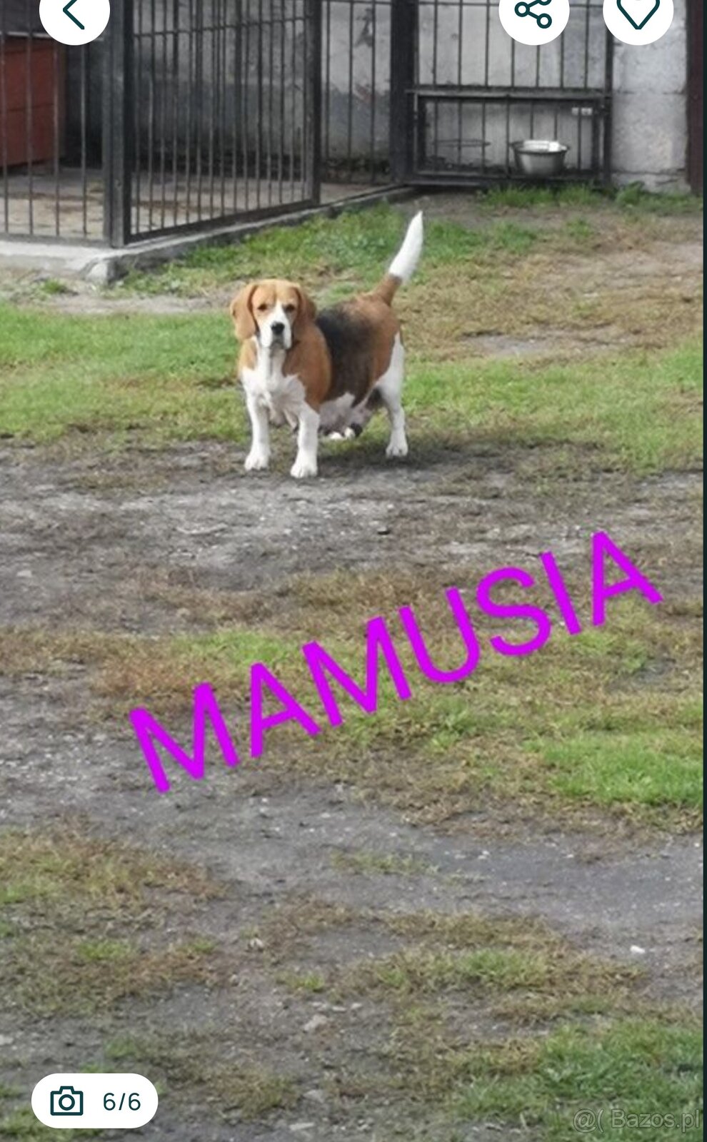 Szczenięta rasy Beagle Tricolor - 6