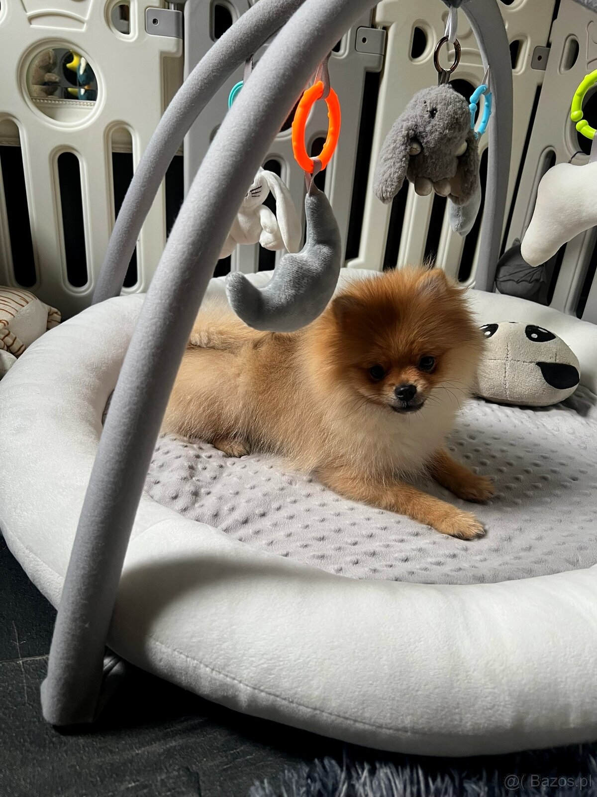 Pomeranian, szpic miniaturowy - suczka ORANGE - 6