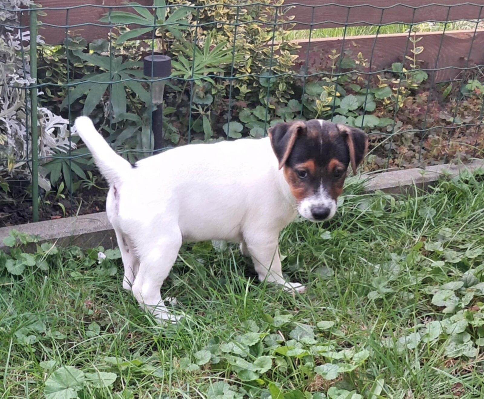 Jack Russell Terrier - 6