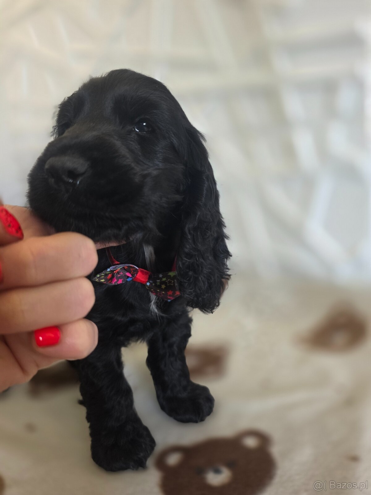 Cocker spaniel angielski - 6