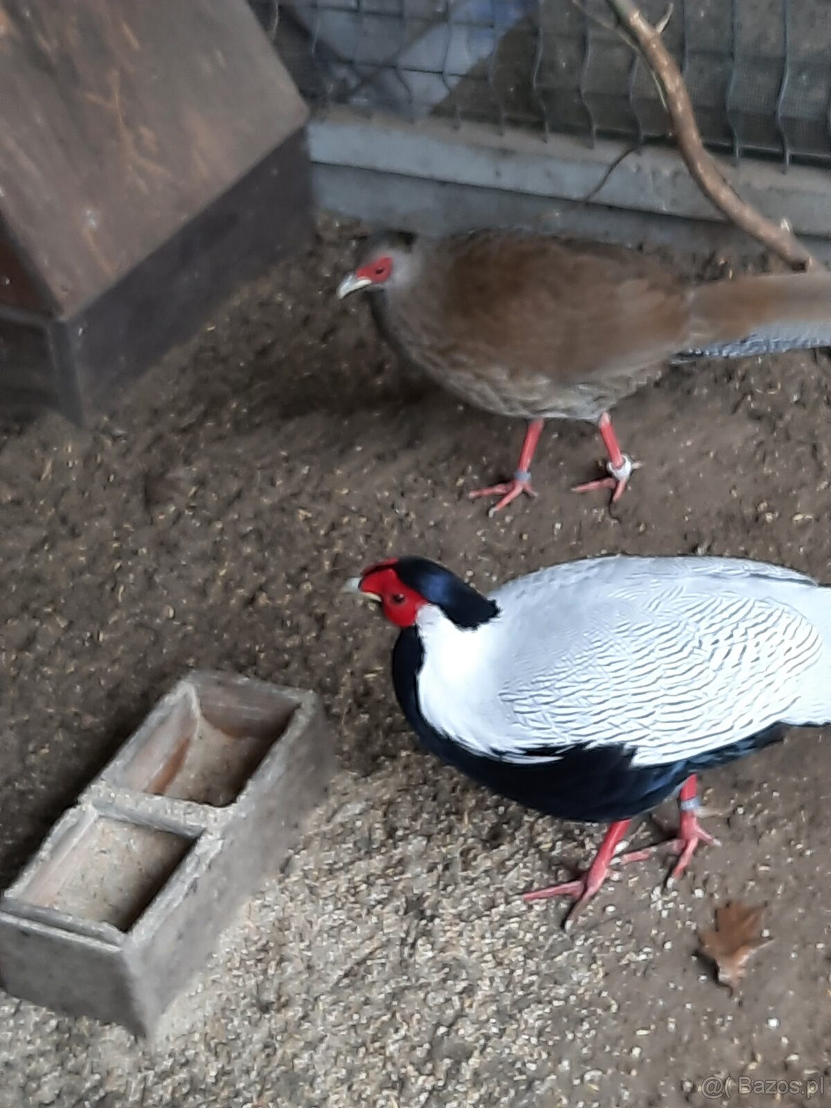 sprzedam młode bażanty - 6