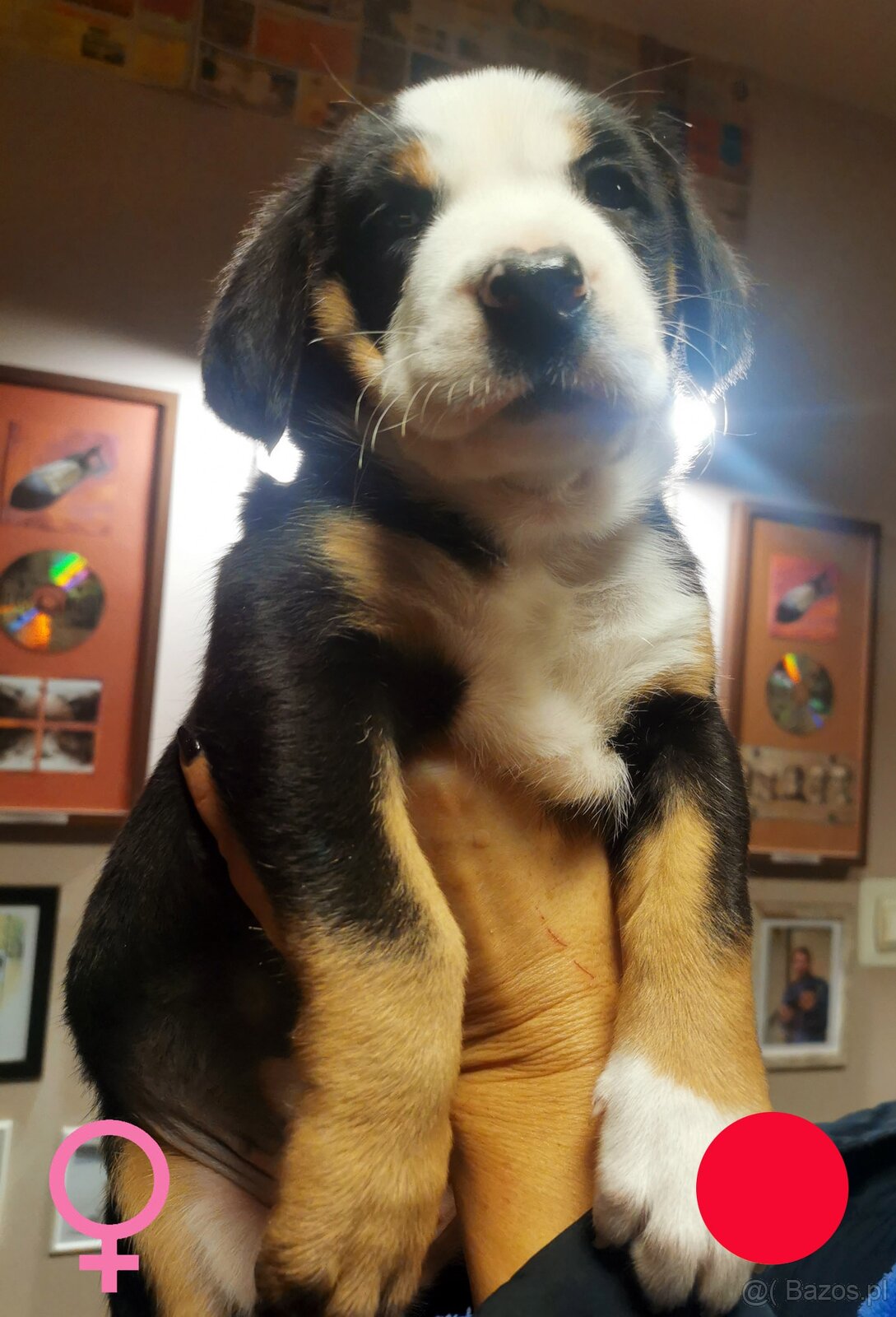 Duży Szwajcarski Pies Pasterski - 6