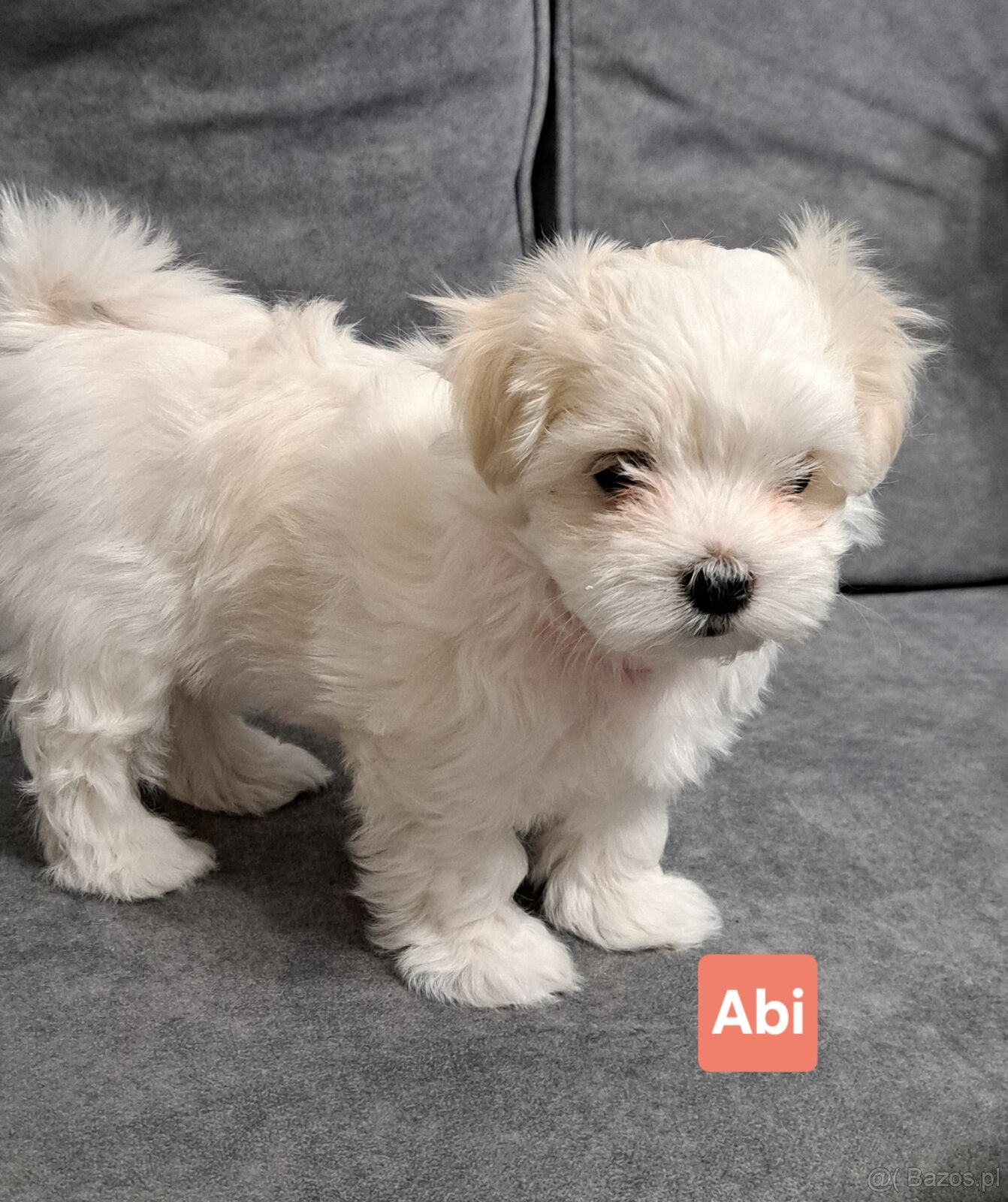 Maltańczyki suczki - 6