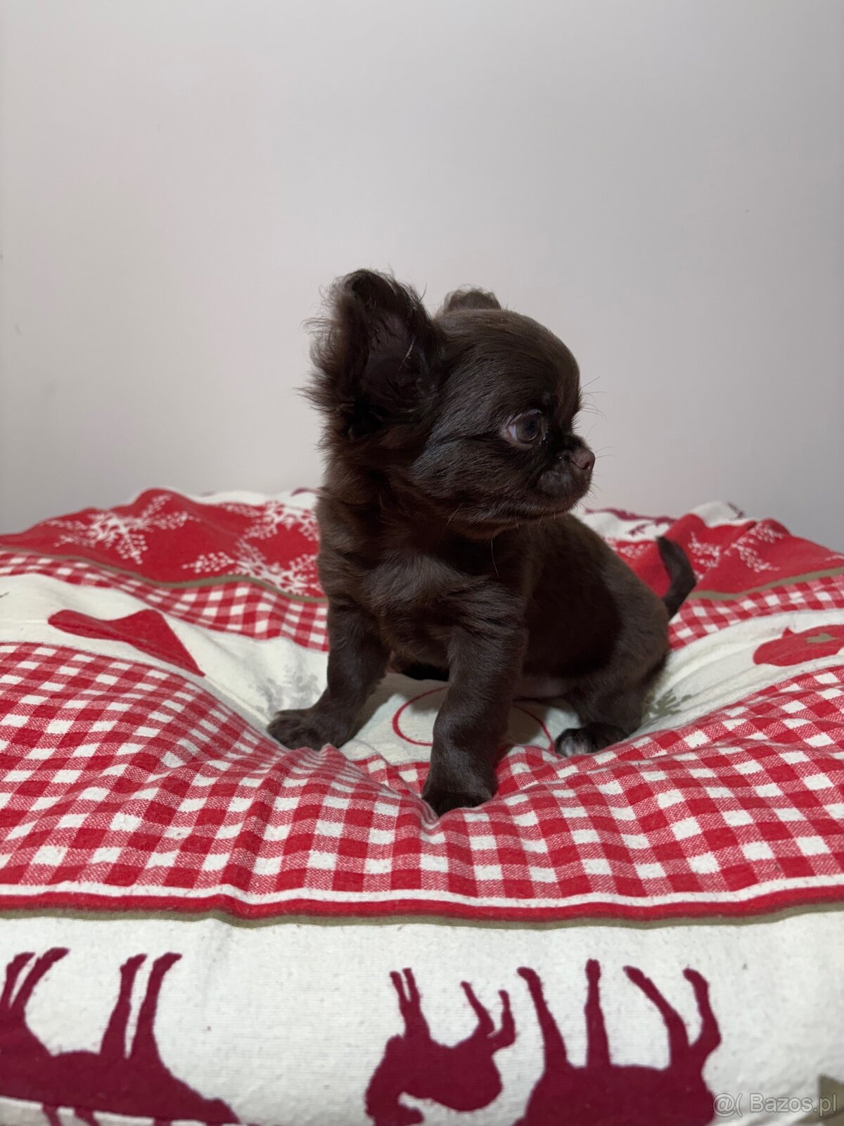 Chihuahua długowłosy czekoladowy - 6