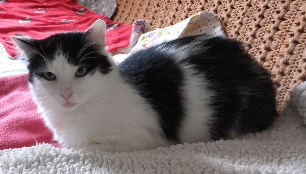 Kociaki z dłuższym futerkiem 10 mies. - 6