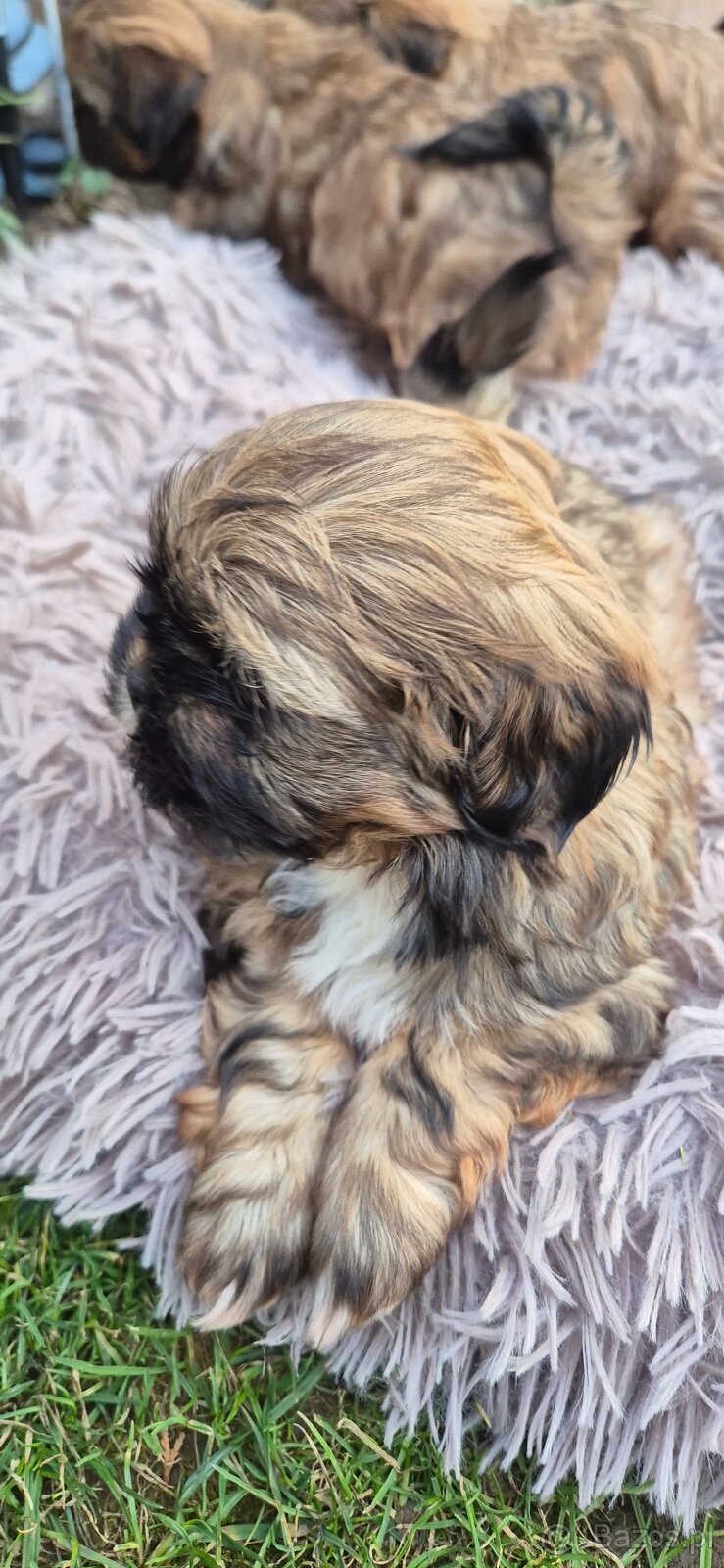 Shih tzu szuka domku - 6