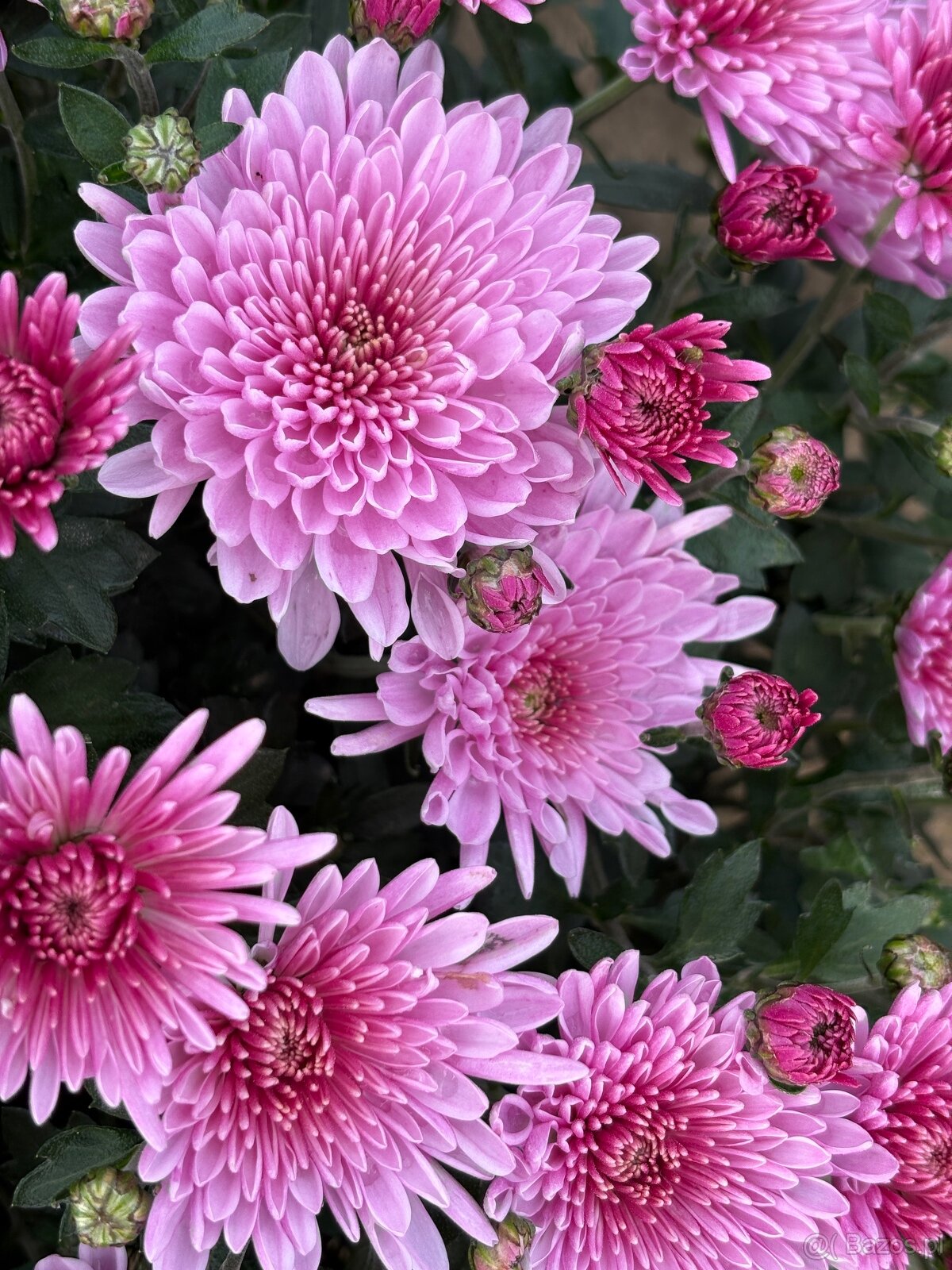 Sprzedam chryzantemy - 6