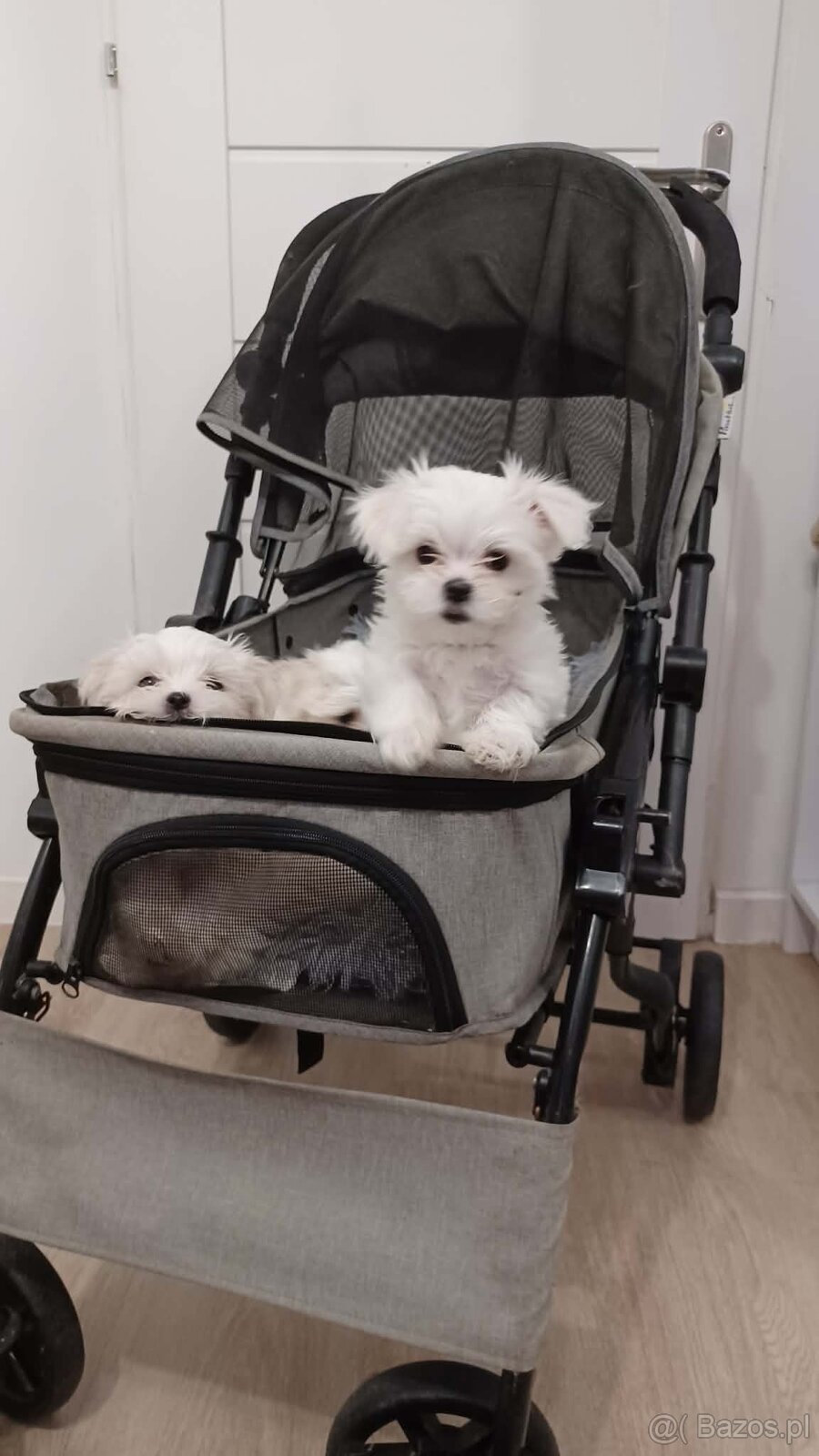 Maltańczyk Royal Maltese - 6