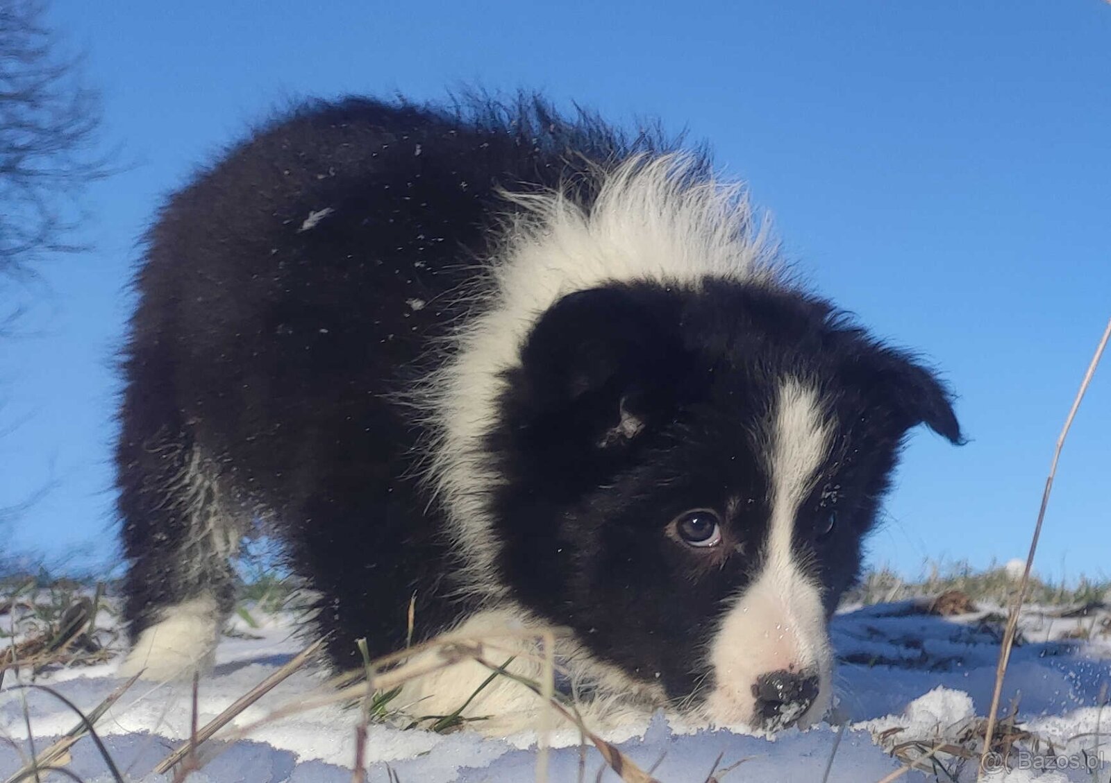Rasowa Suczka BORDER COLLIE z Hodowli - Szczenię z pełną dok - 6