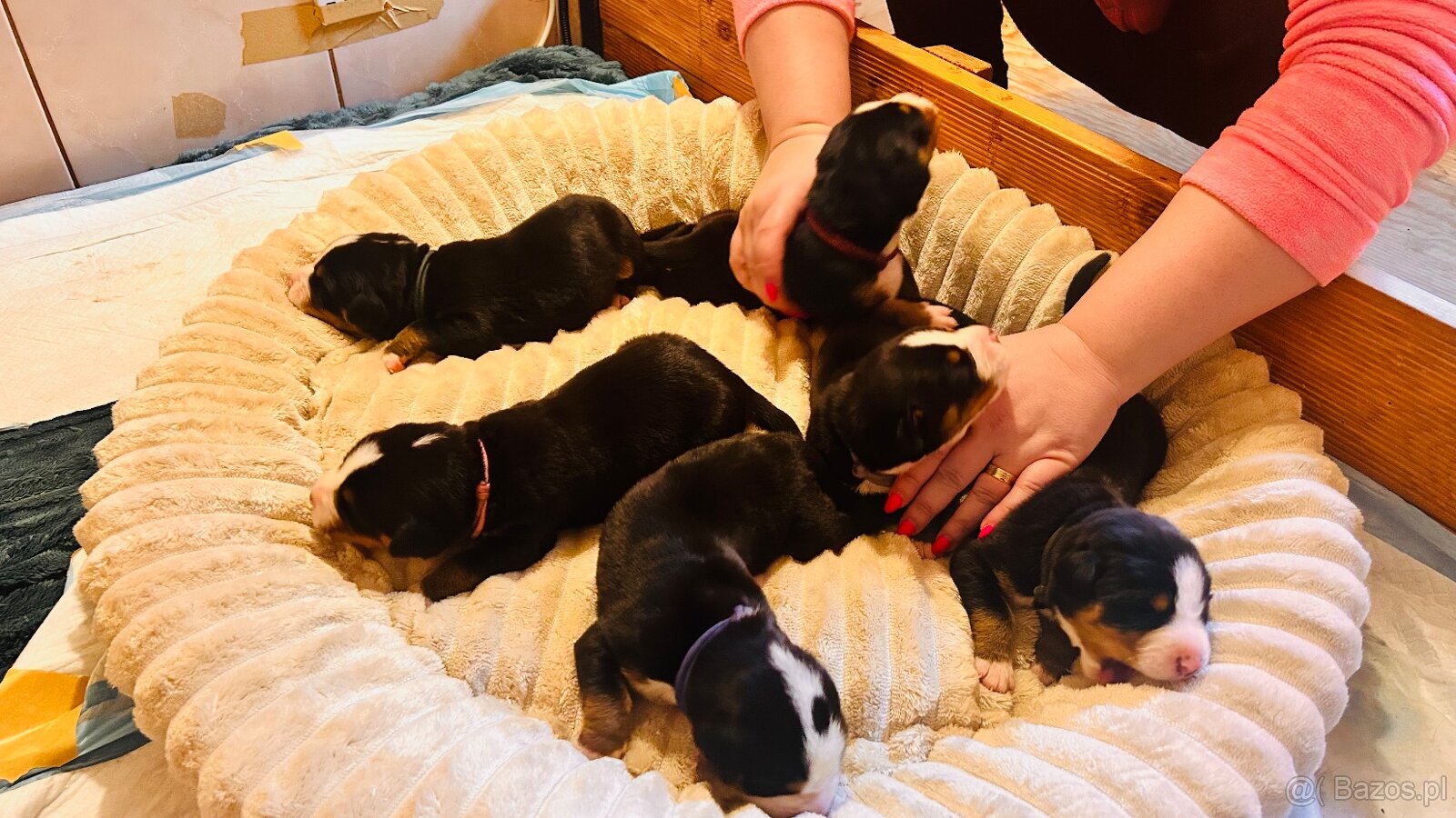 Duży szwajcarski pies pasterski – rezerwacja szczeniąt (FCI) - 6