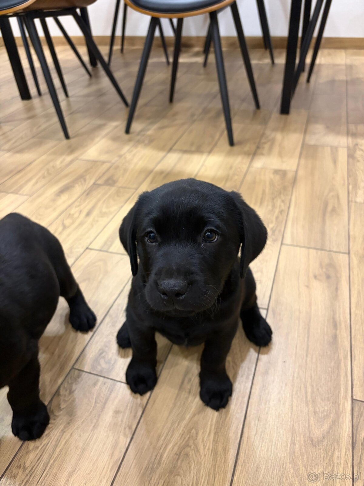 Labrador Retriever - 6