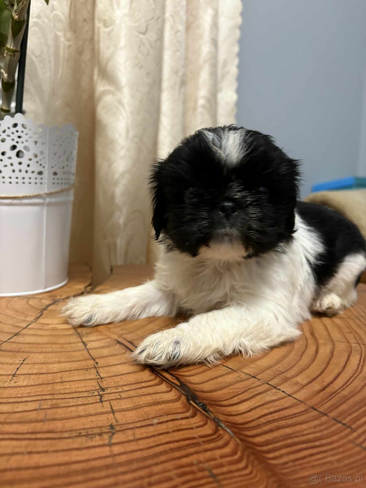 Pieski Shih Tzu - 6
