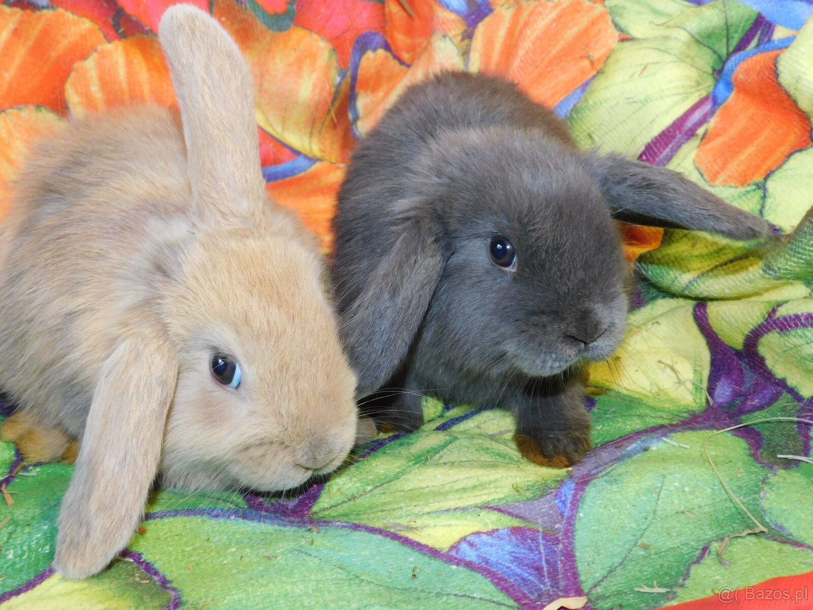 Baranki mini lop - 6